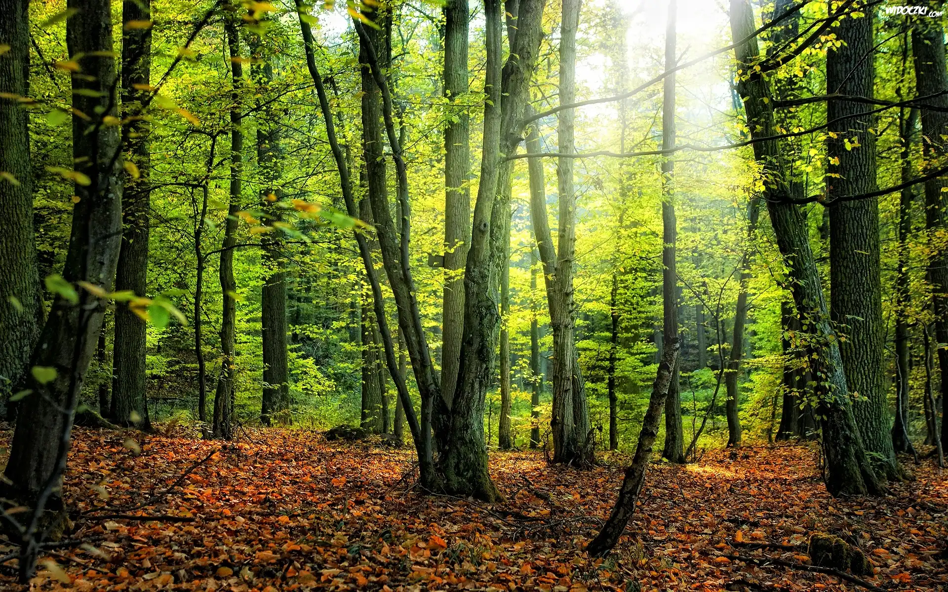 Drzewa, Liście, Gałęzie