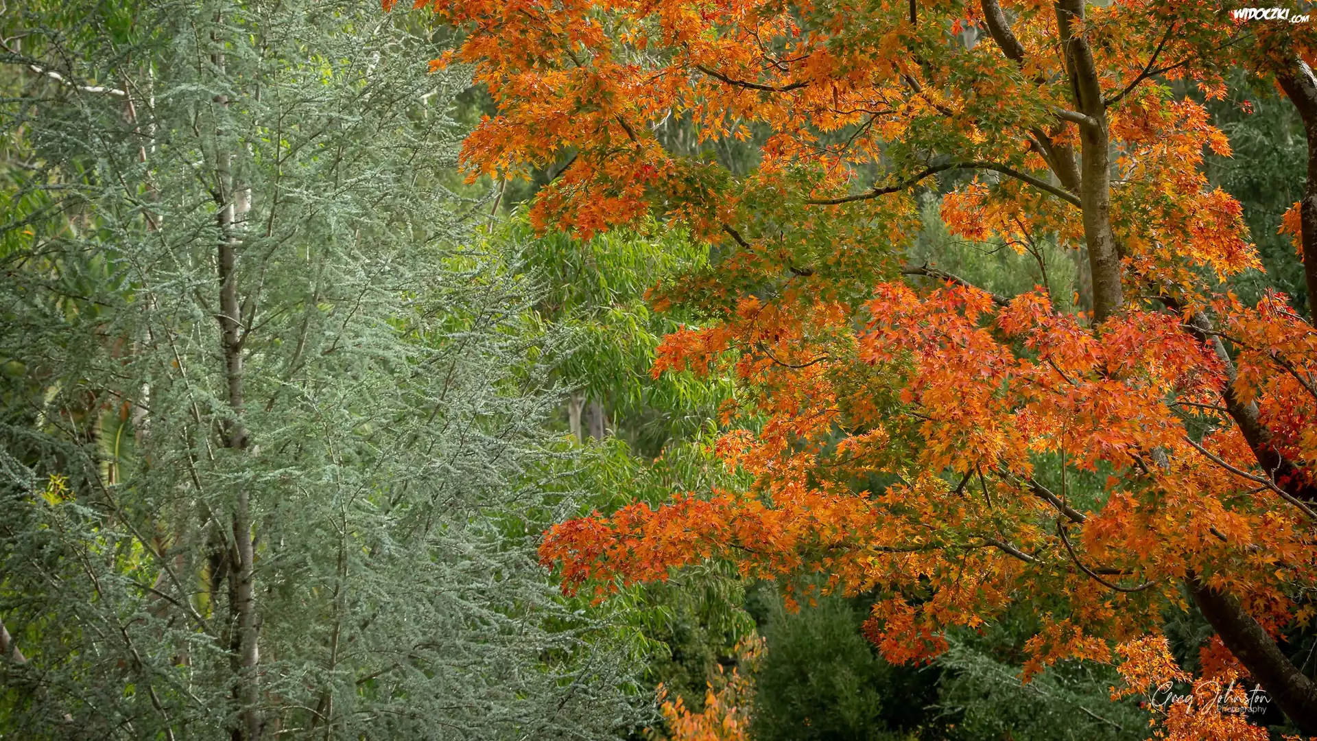 Drzewa, Jesień, Kolorowe, Liście