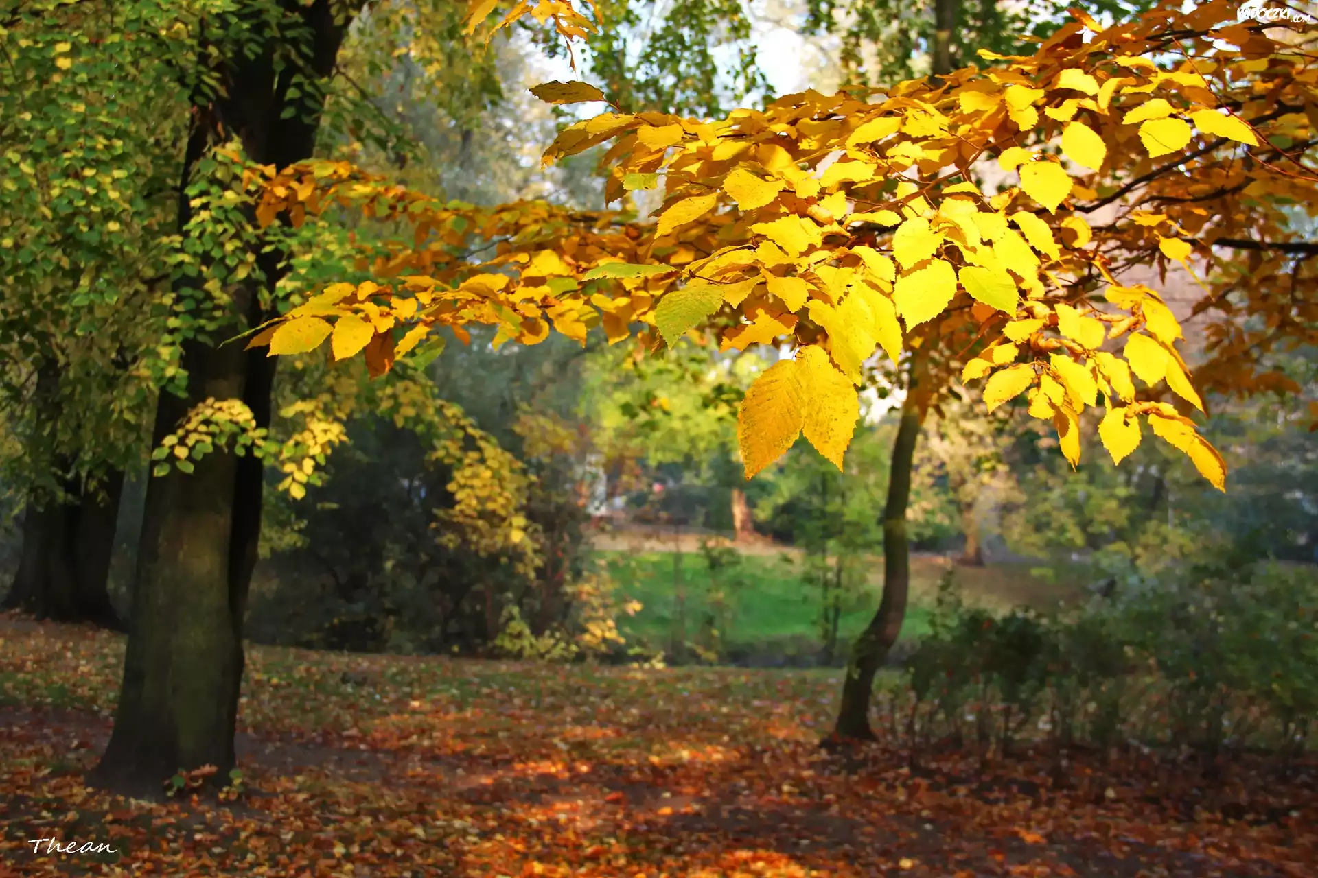 Żółte, Jesienne, Liście, Park
