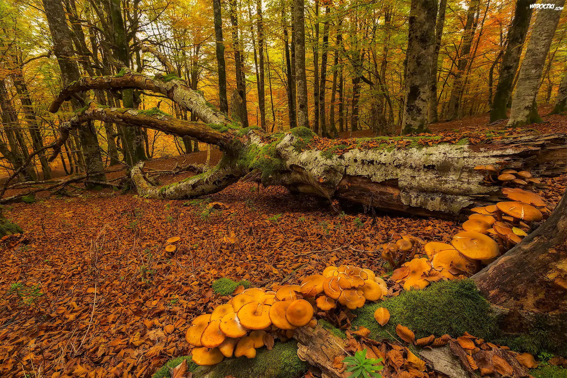 Hiszpania, Kraj Basków, Jesień, Las, Drzewa, Omszały, Pień, Grzyby, Liście