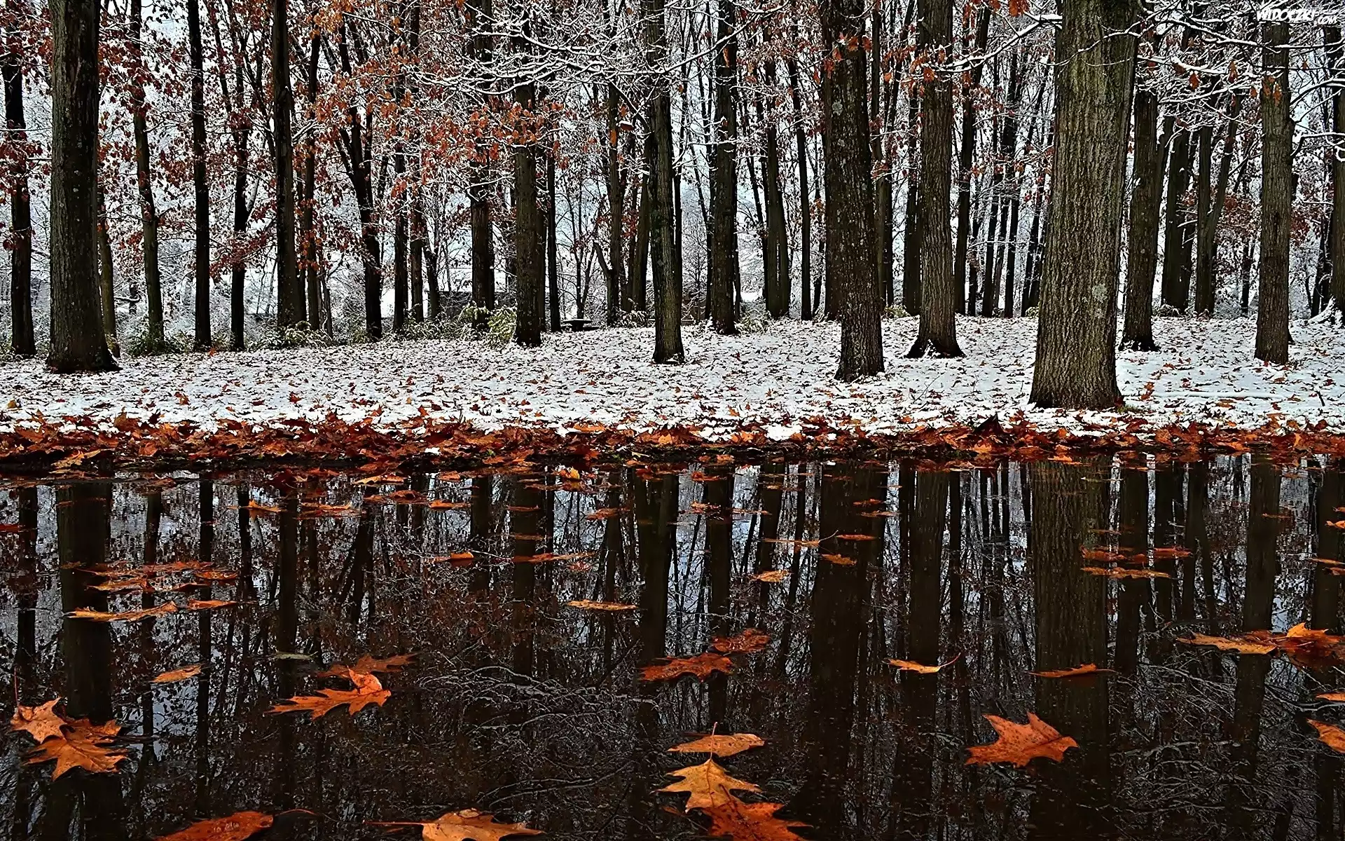 Liście, Kałuża, Park, Pierwszy, Śnieg