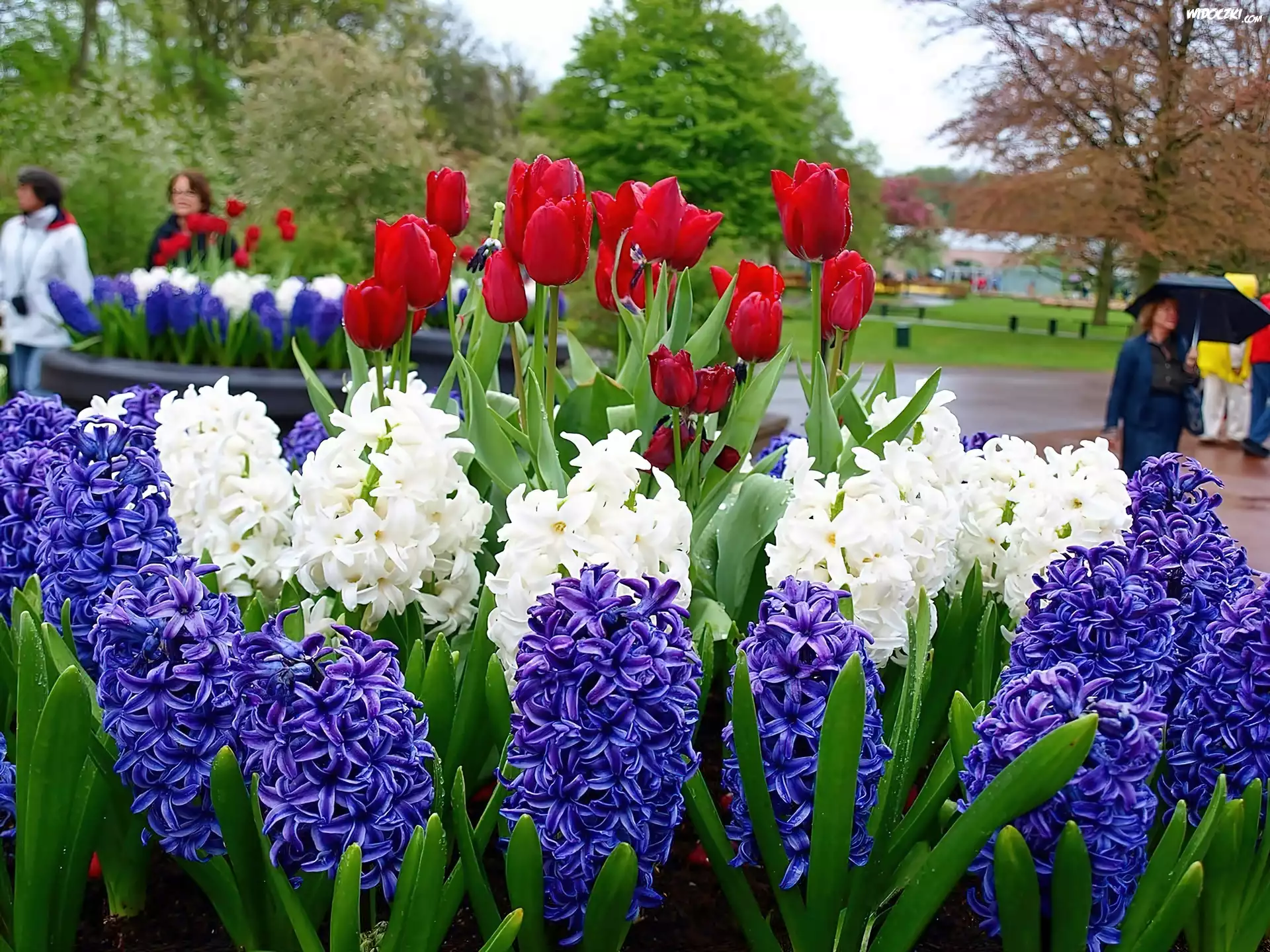 Wiosna, Lisse, Park, Kwitnące, Hiacynty, Tulipany, Spacerowicze