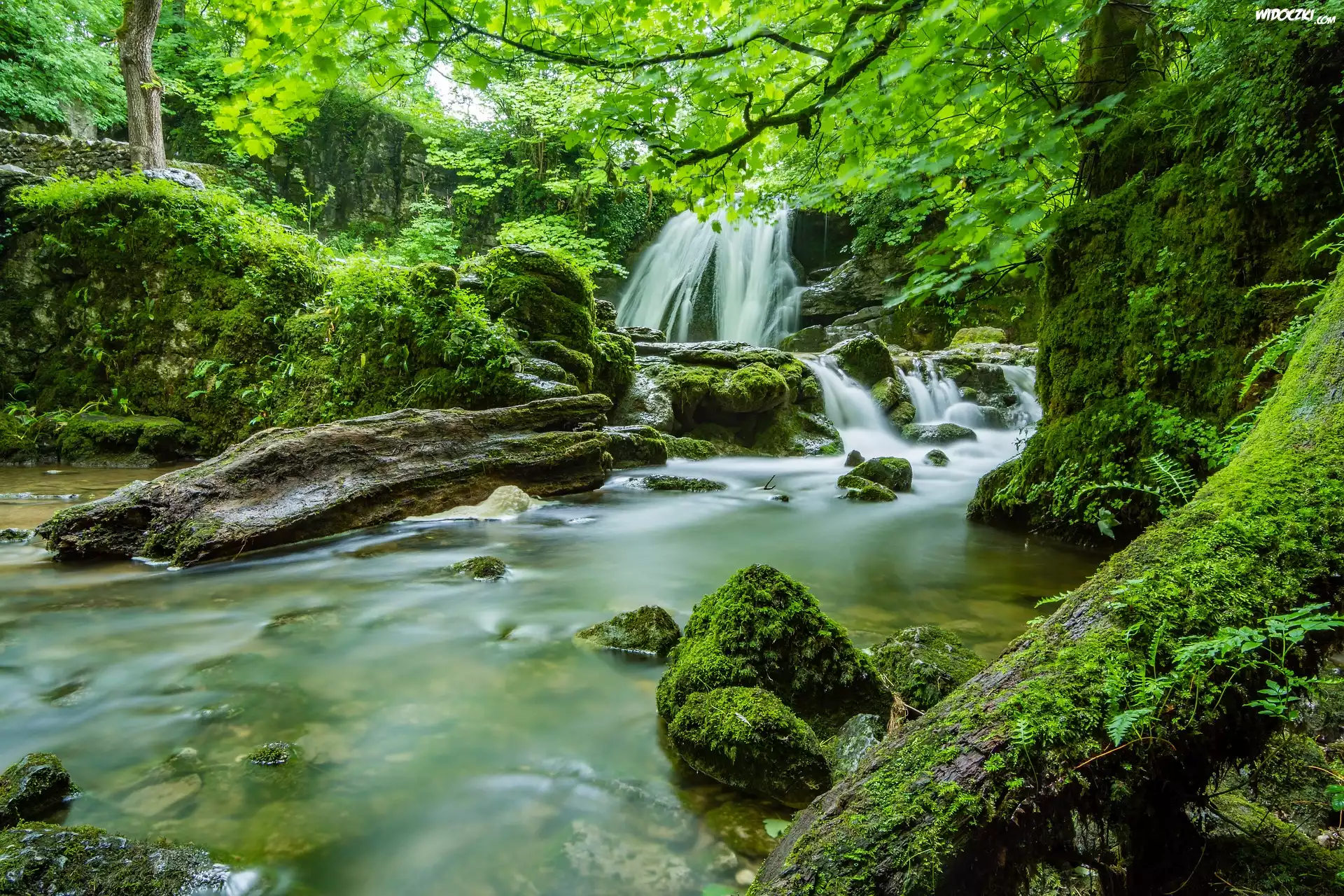 Anglia, Hrabstwo North Yorkshire, Wodospad Janets Foss, Las, Mech