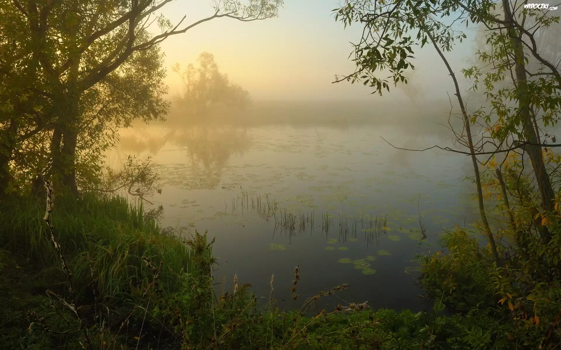 Jezioro, Mgła, Drzewa