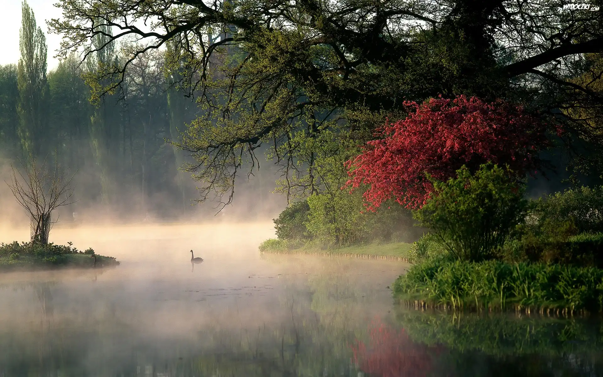 Jezioro, Mgła, Las