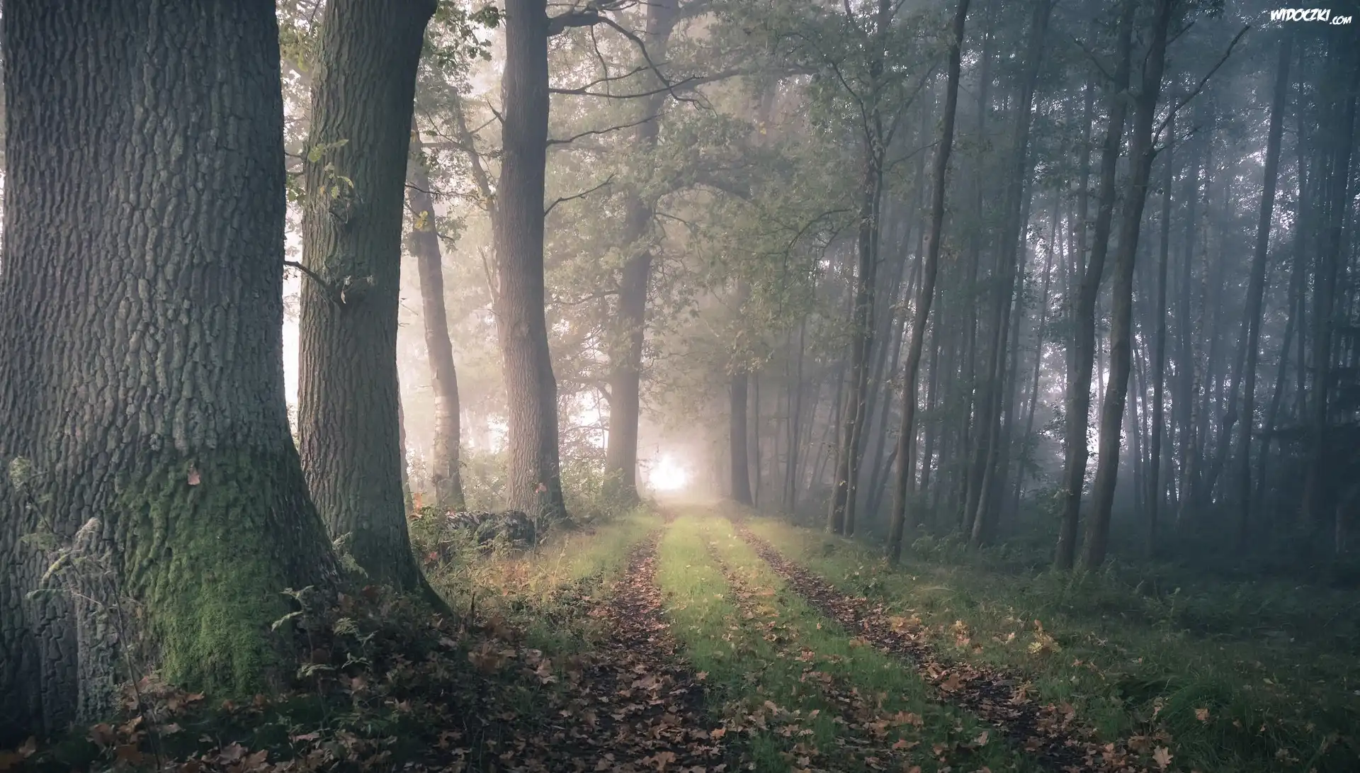 Las, Mgła, Dróżka