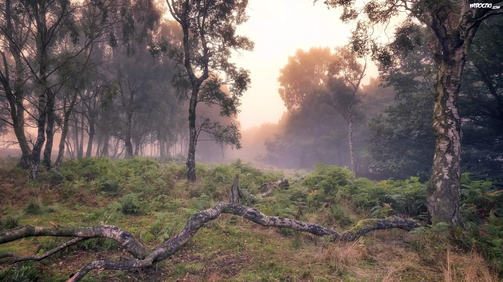 Anglia, Hrabstwo Derbyshire, Park Narodowy Peak District, Las, Jesień, Mgła