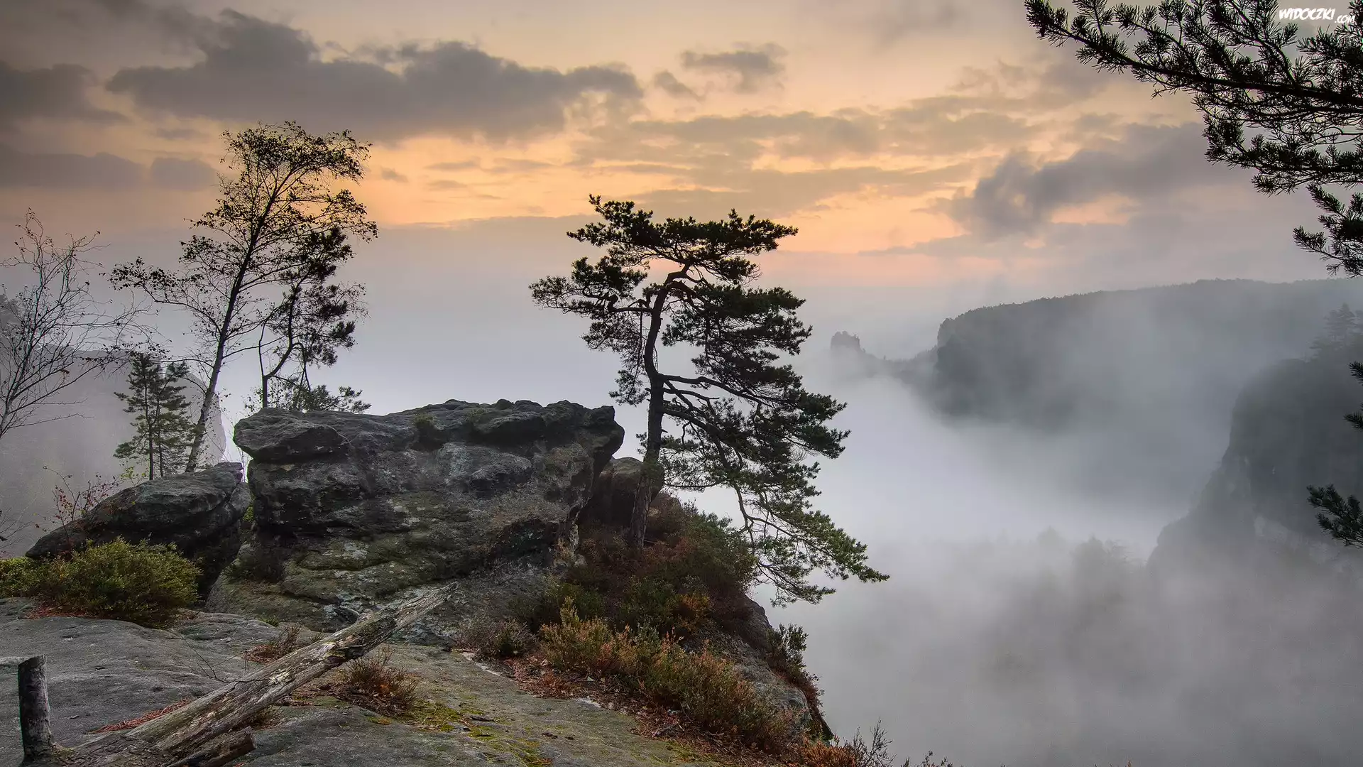 Poranek, Skała, Drzewa, Sosny, Mgła, Park Narodowy Saskiej Szwajcarii, Powiat Sachsische Schweiz-Osterzgebirge, Niemcy