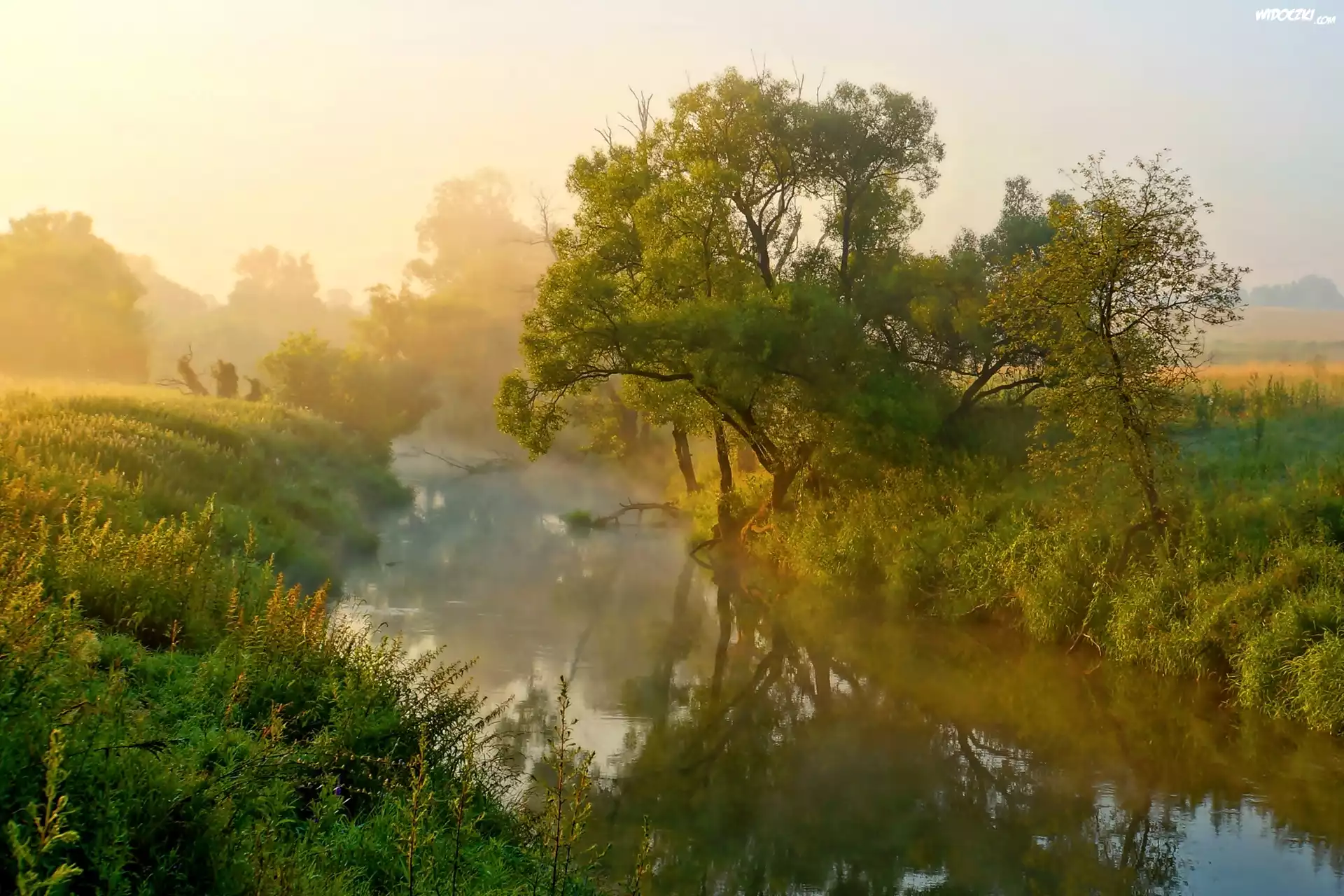 Rzeka, Mgła, Drzewa