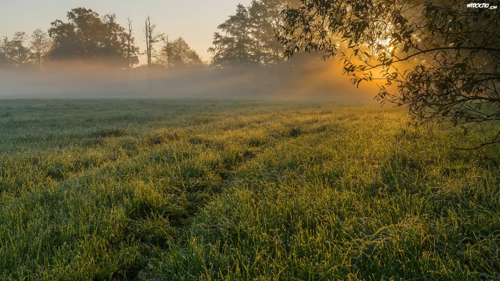 Łąka, Trawa, Drzewa, Mgła, Poranek