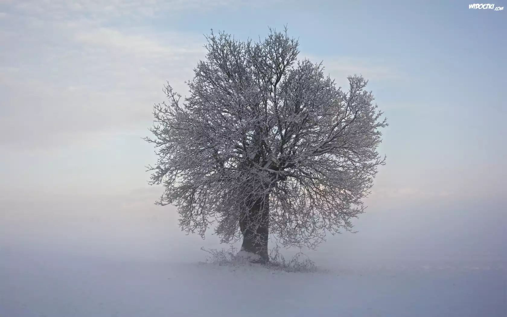 Zima, Mgła, Drzewo
