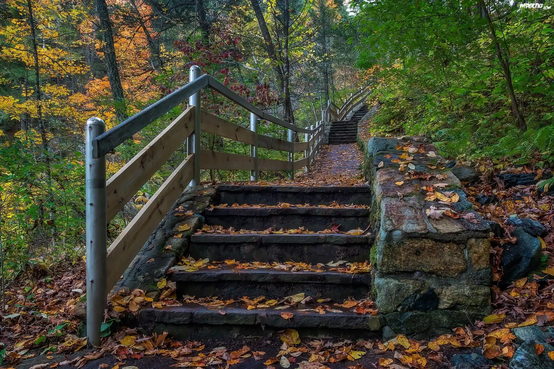Stany Zjednoczone, Stan Connecticut, Miasto Kent, Park stanowy Kent Falls, Schody, Liście, Drzewa, Jesień