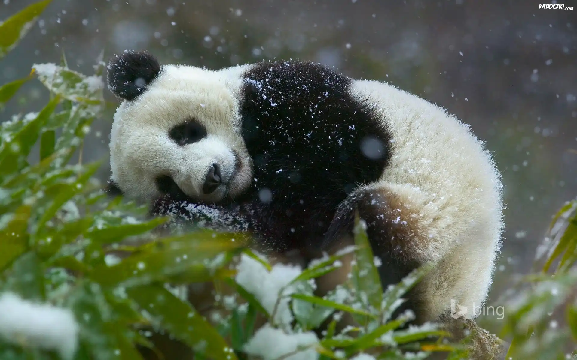 MiÅ›, Panda, Drzewo, Åšnieg, Zima