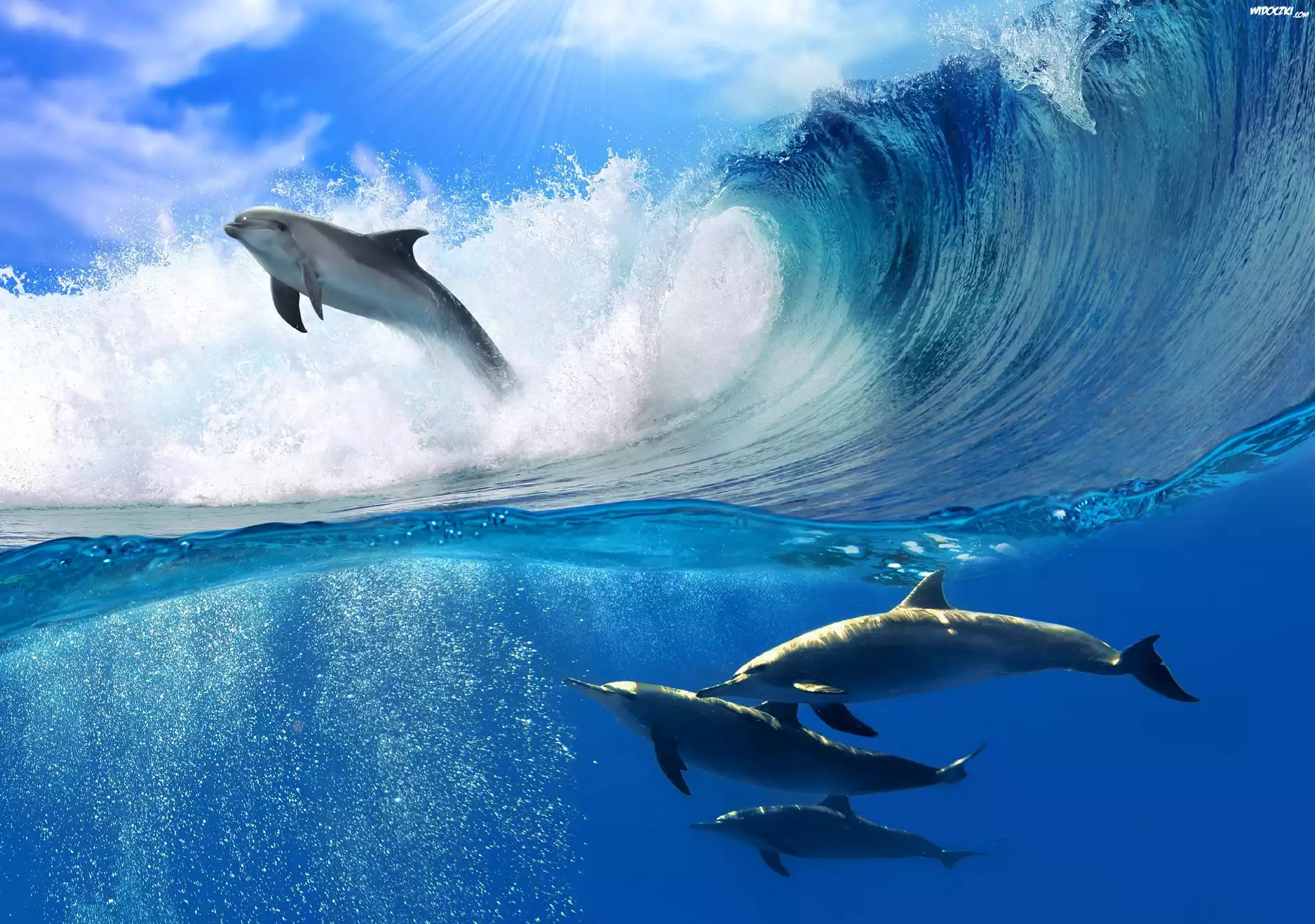 Delfiny, Morze, Fale