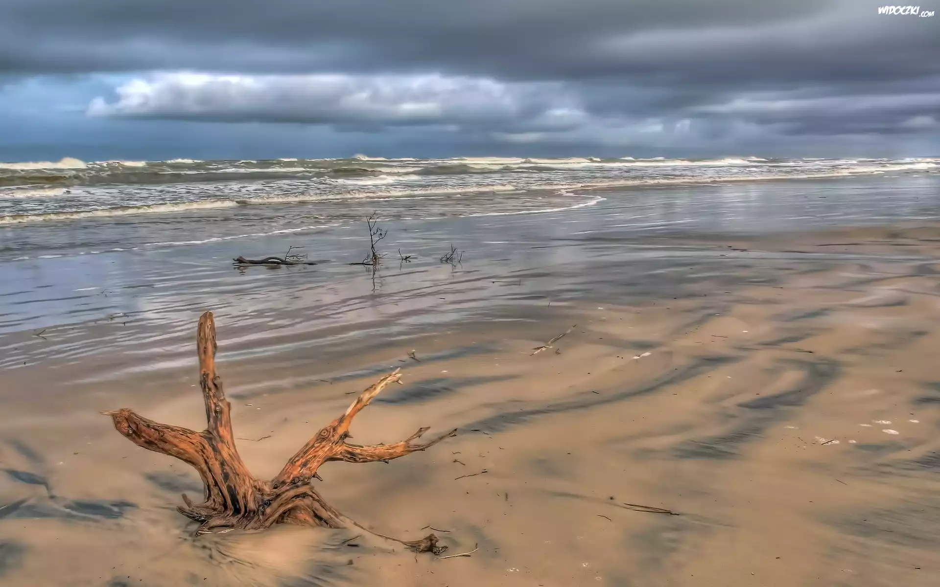Morze, Plaża, Korzeń, Drzewa