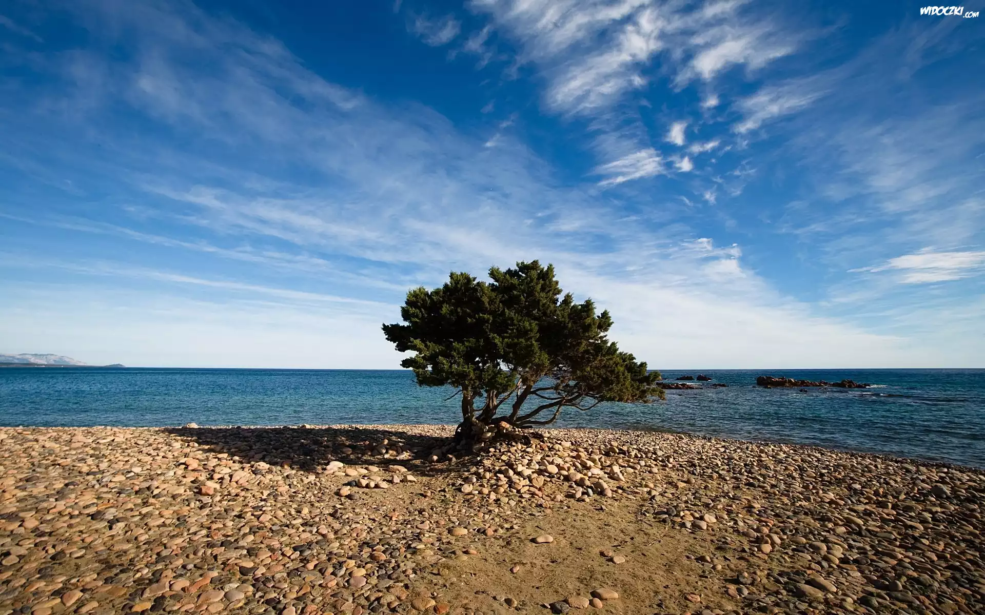 Morze, Kamienna, Plaża, Drzewo