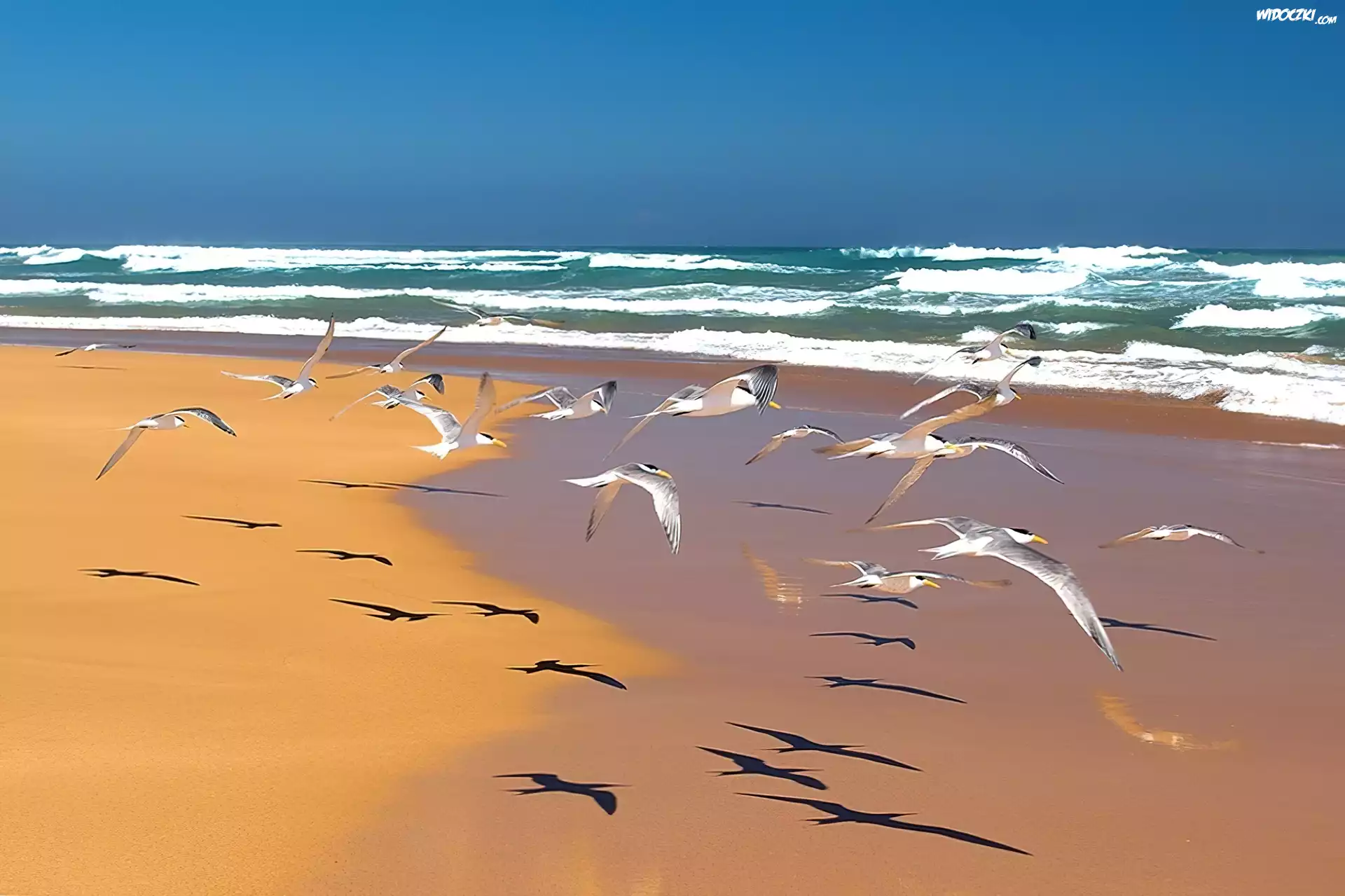 Plaża, Morze, Mewy