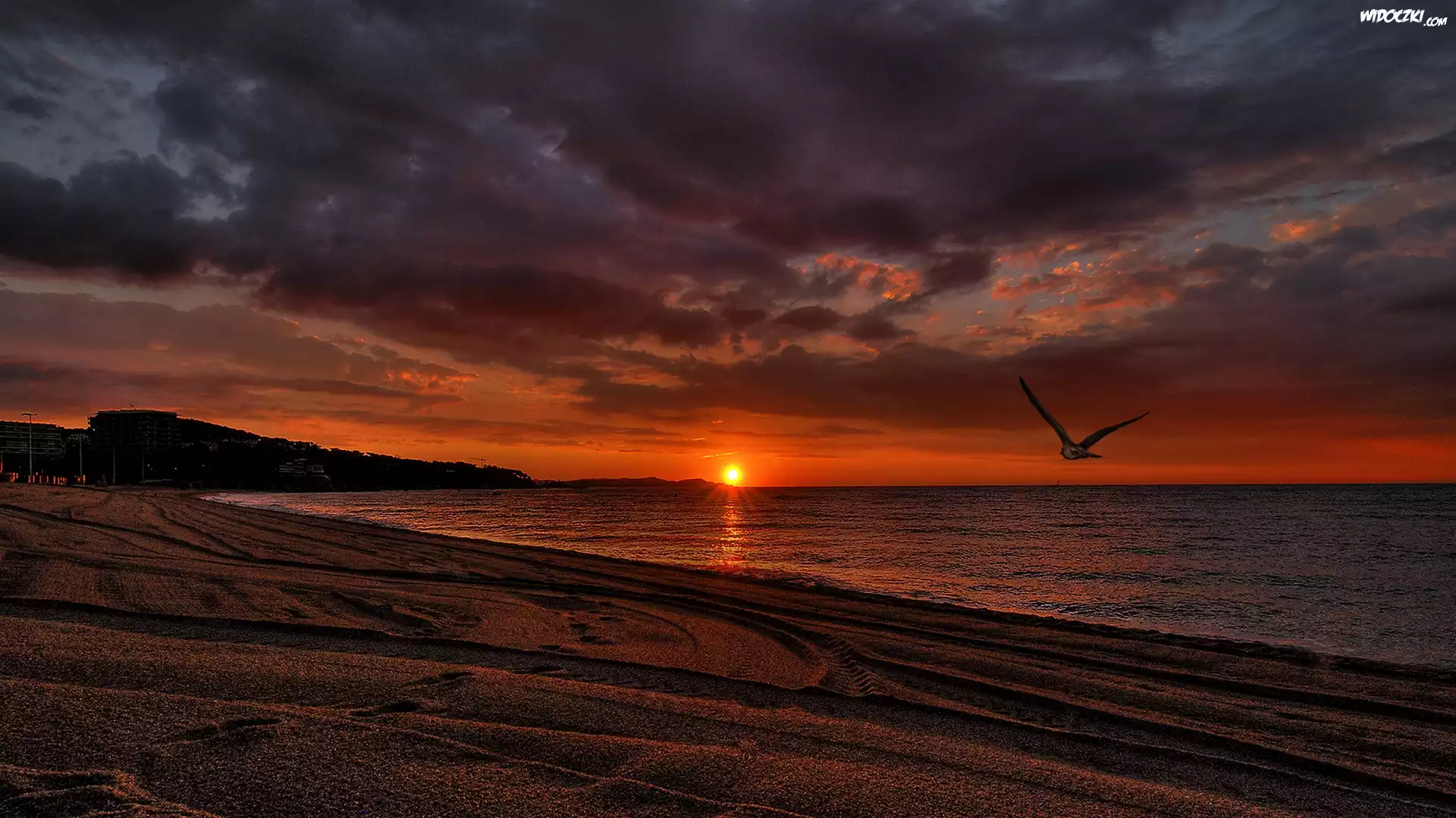Ptak, Morze, Plaża