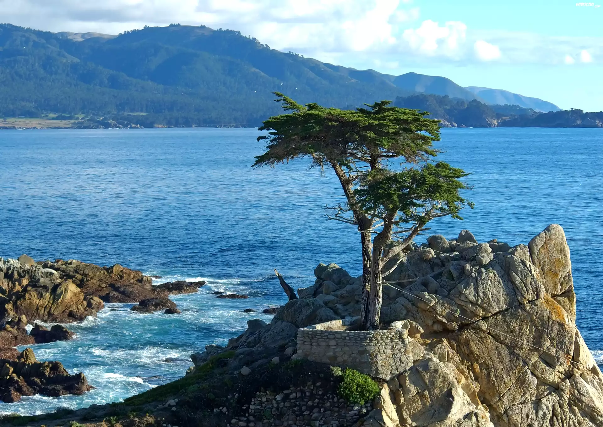 Cyprys wielkoszyszkowy, Drzewo, Atrakcja Lone Cypress, Skała, Pebble Beach, Zatoka Monterey, Morze, Kalifornia, Stany Zjednoczone