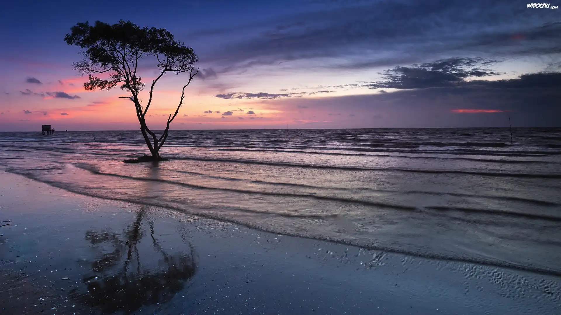 Morze, Plaża, Fale, Drzewo, Zachód słońca