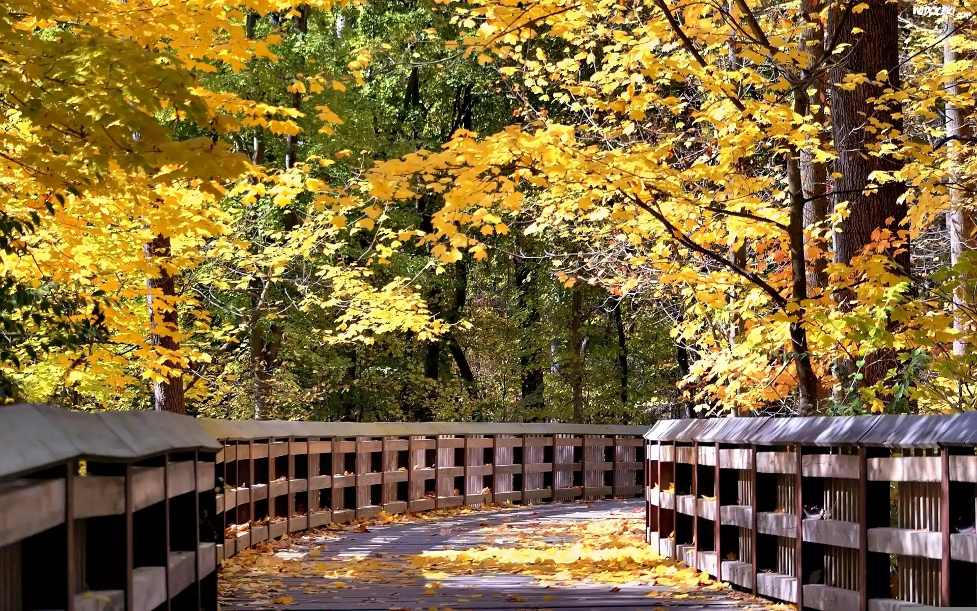 Most, Kolorowe, Drzewa, Liście, Park, Jesień