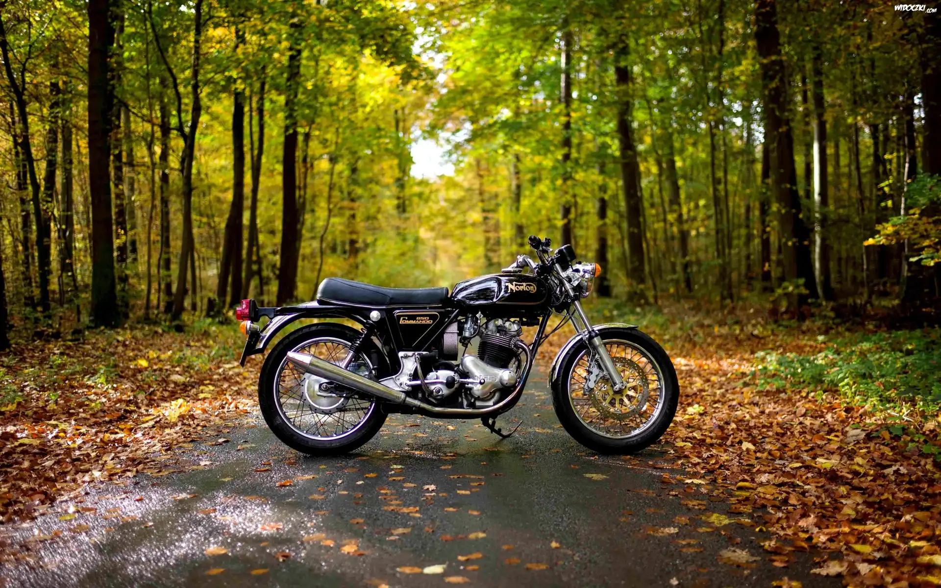 Motocykl, Las, Droga, Liście, Jesień