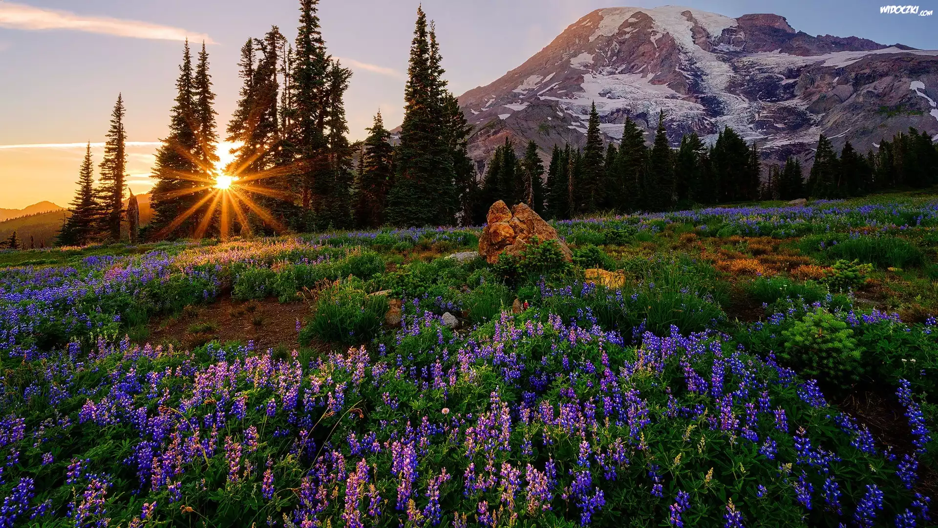 Góra, Drzewa, Świerki, Łąka, Kwiaty, Łubin, Park Narodowy Mount Rainier, Stan Waszyngton, Stany Zjednoczone