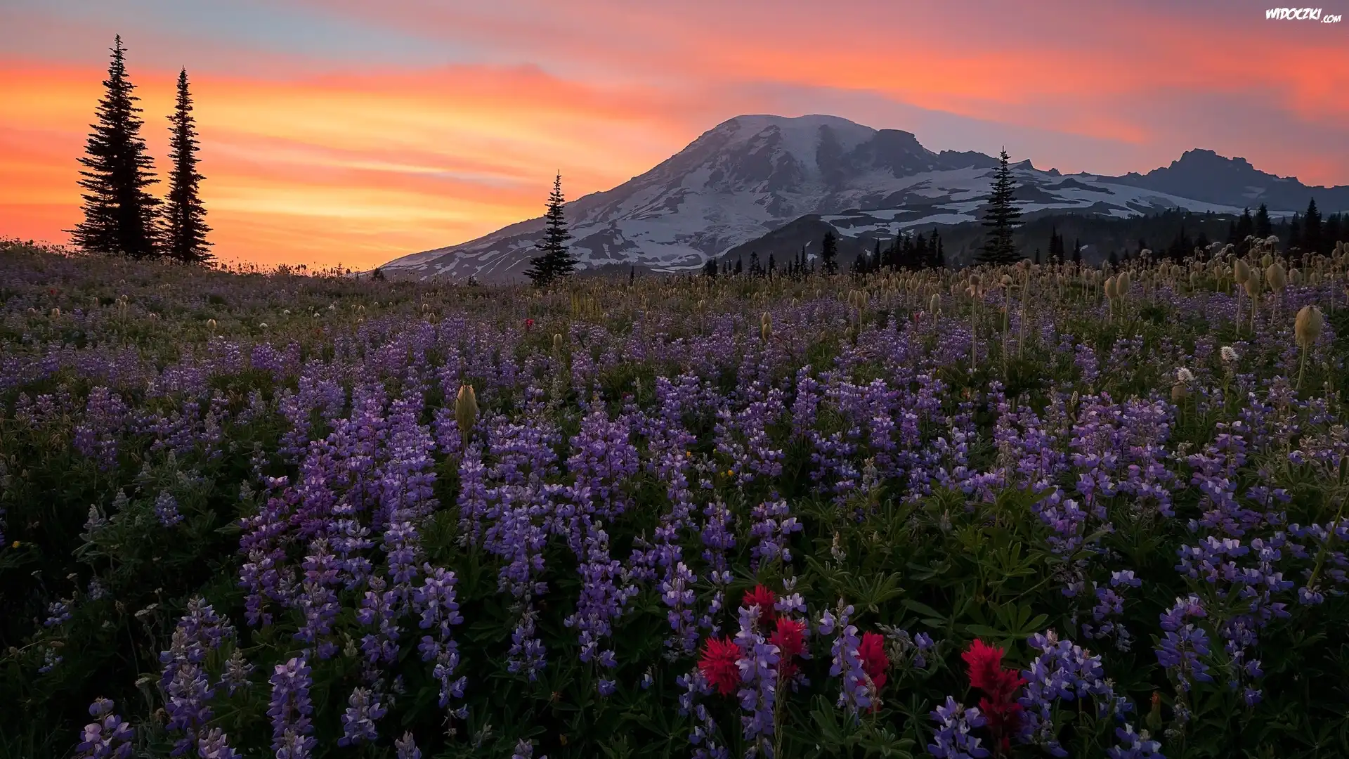 Stany Zjednoczone, Stan Waszyngton, Stratowulkan Mount Rainier, Góry, Niebo, Łąka, Kwiaty, Łubin