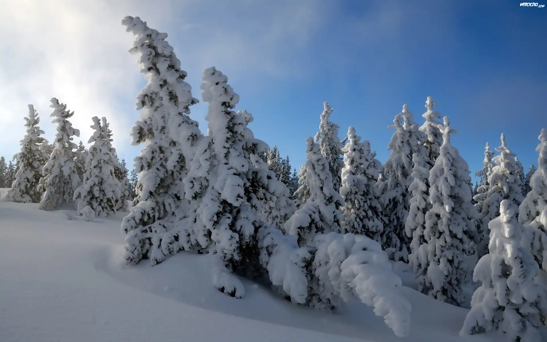 Śnieg, Zaspy, Mróz, Las