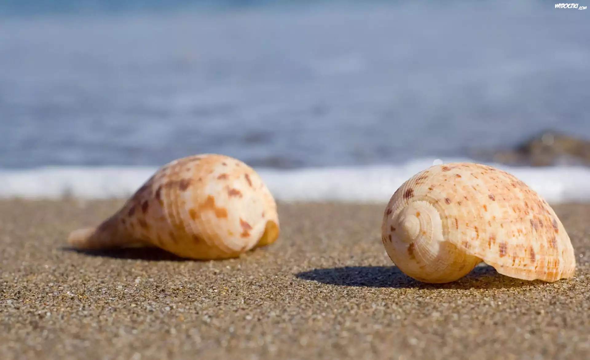 Muszelki, Piasek, Plaża, Fale, Morze