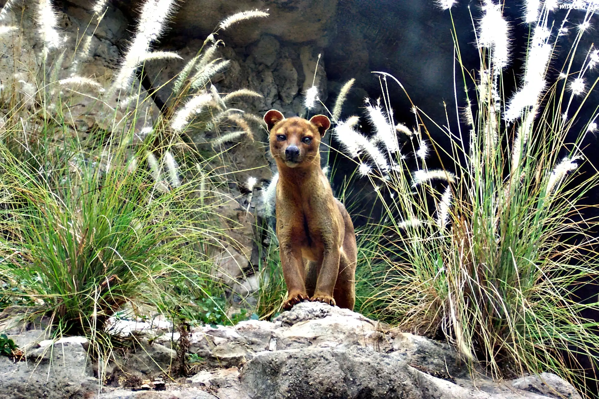 Fossa, Na, Skałkach