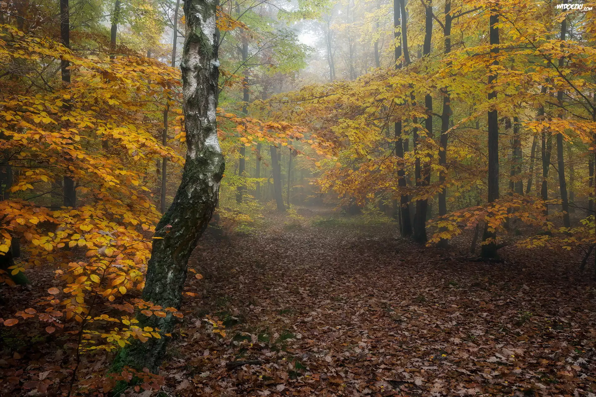 Niemcy, Nadrenia-Palatynat, Masyw Donnersberg, Jesień, Droga, Las