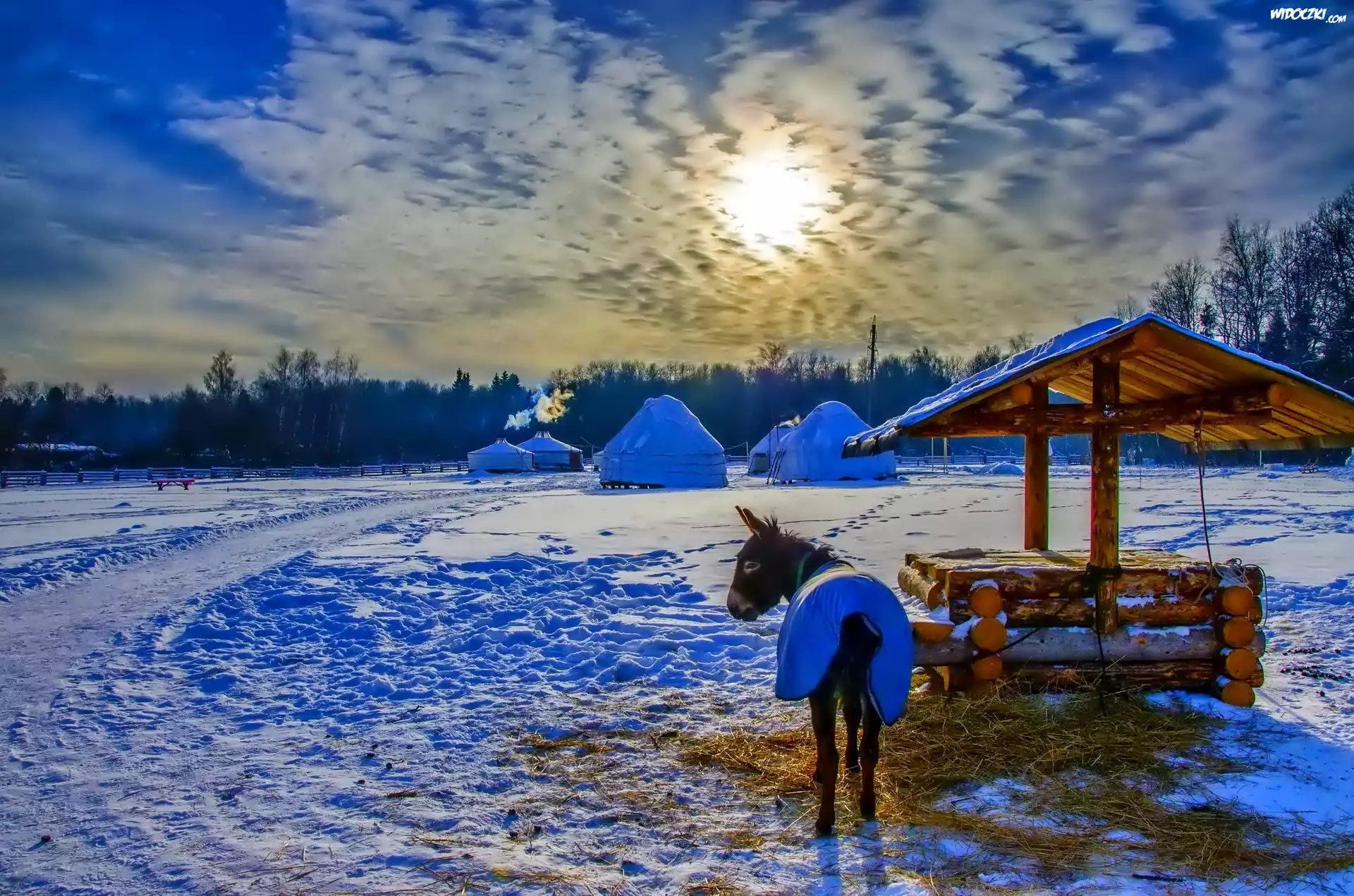 Osioł, Namioty, Zima