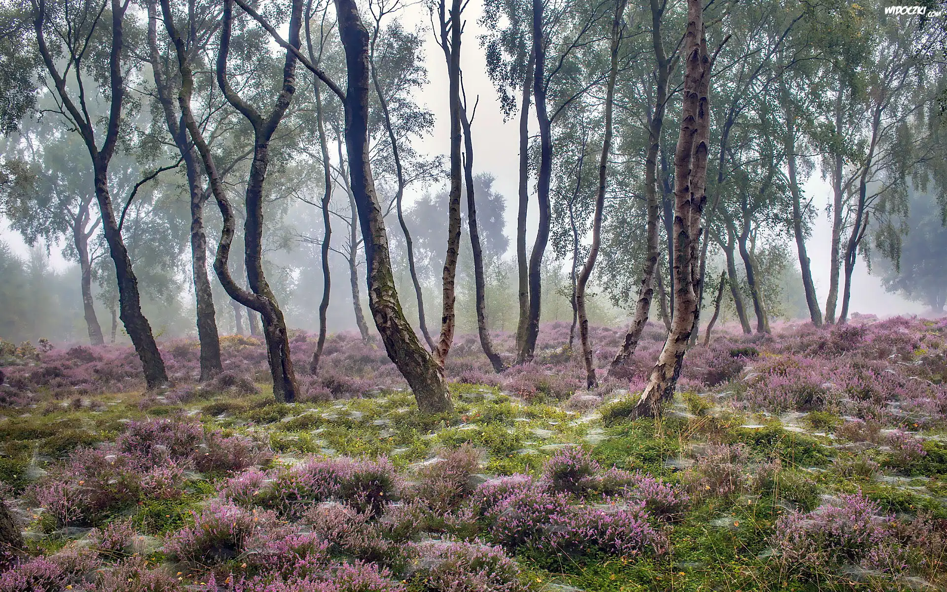Anglia, Park Narodowy Peak District, Stanton Moor, Drzewa, Brzozy, Wrzosowisko, Mgła
