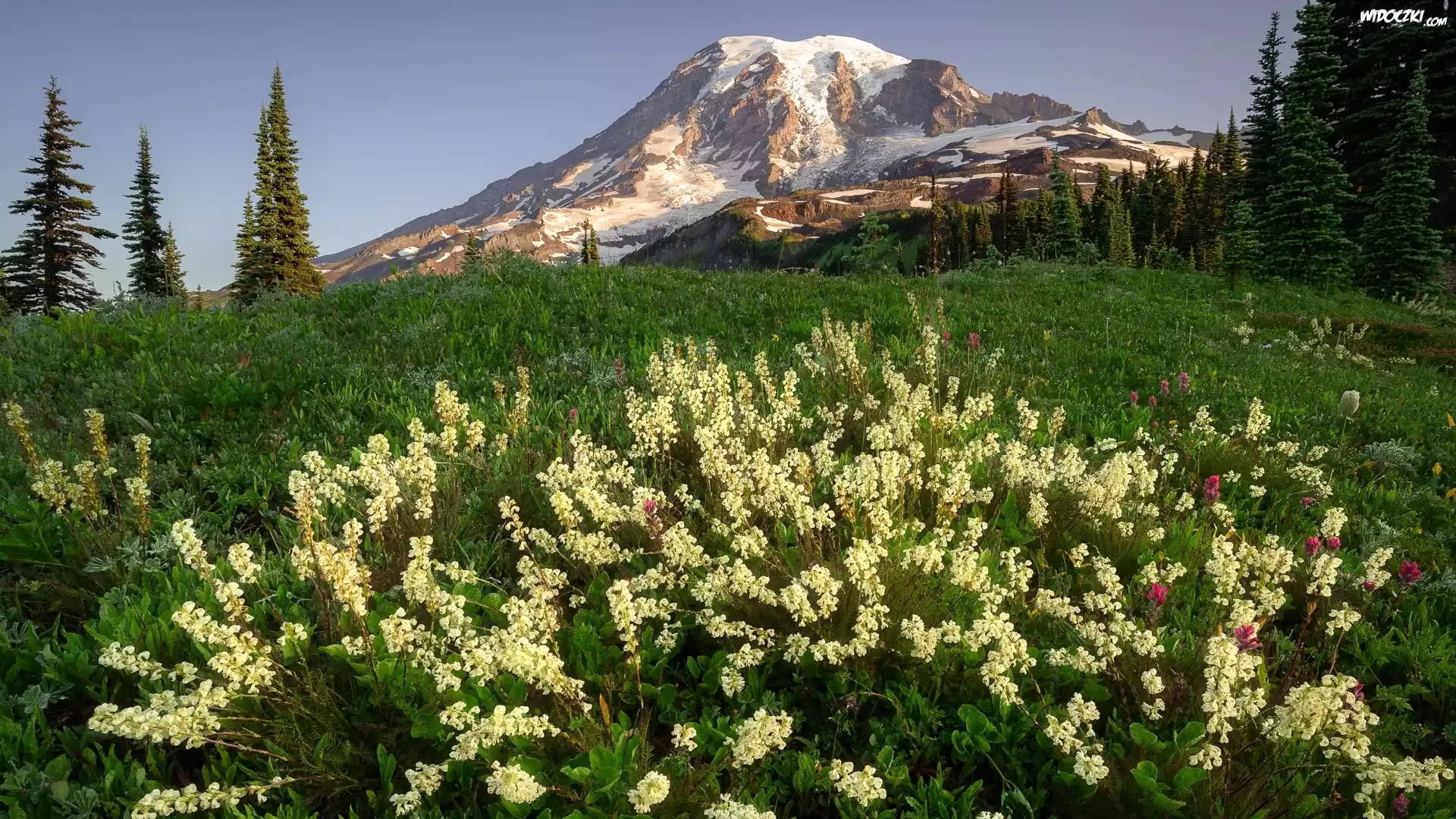 Góry, Drzewa, Łąka, Kwiaty, Park Narodowy Mount Rainier, Stan Waszyngton, Stany Zjednoczone
