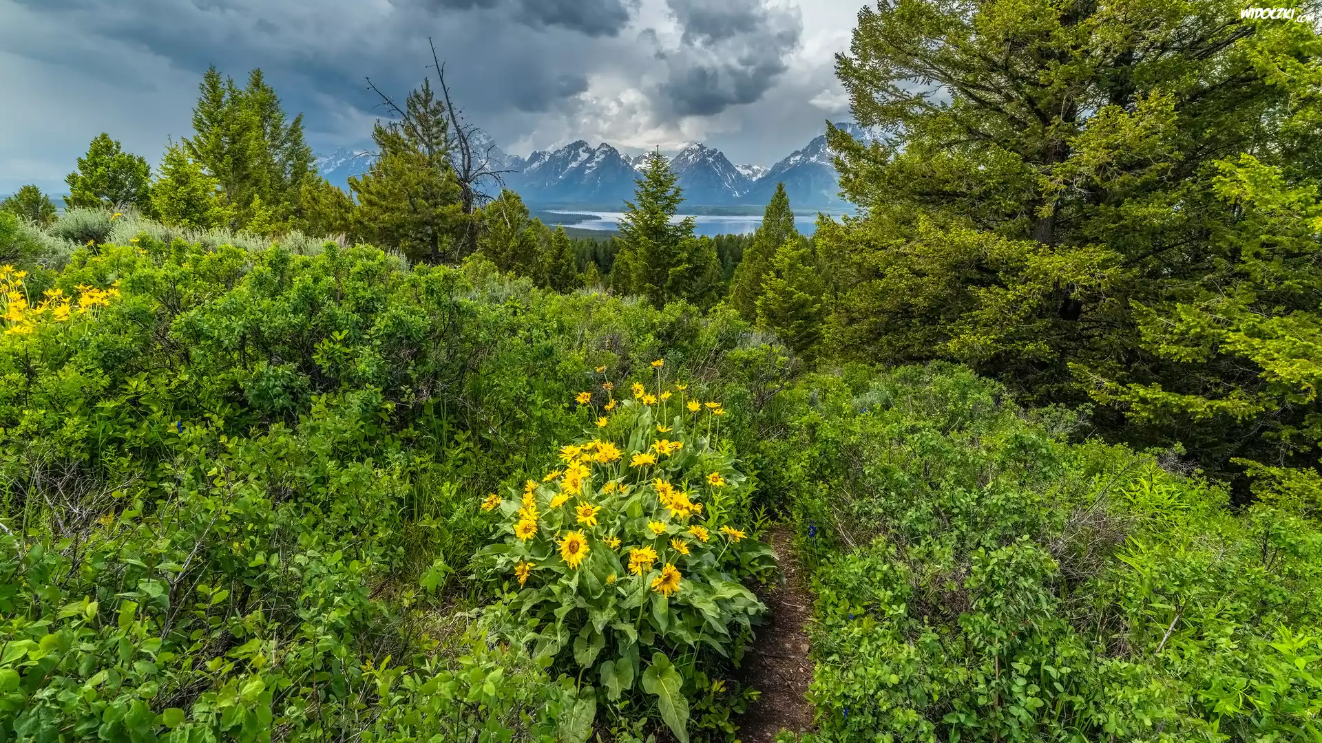 Kwiaty, Balsamorhiza, Drzewa, Góry, Chmury, Park Narodowy Grand Teton, Stany Zjednoczone