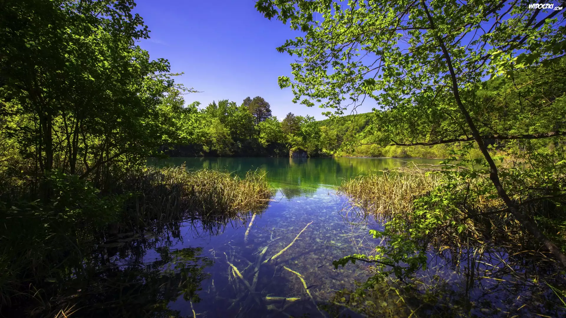 Chorwacja, Park Narodowy Jezior Plitwickich, Jezioro, Zieleń, Trawa, Drzewa, Krzewy, Niebo