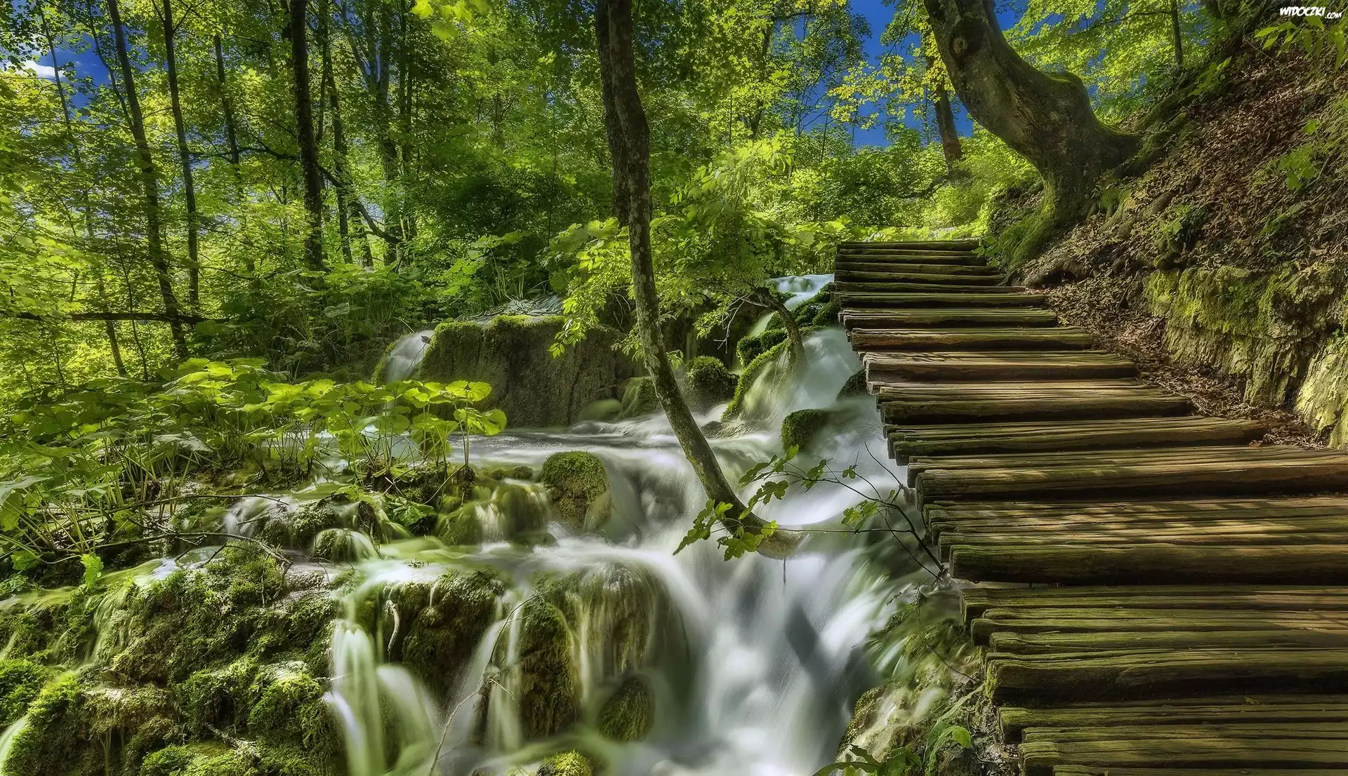 Chorwacja, Park Narodowy Jezior Plitwickich, Las, Wodospad, Mech, Drewniane, Schodki, Roślinność