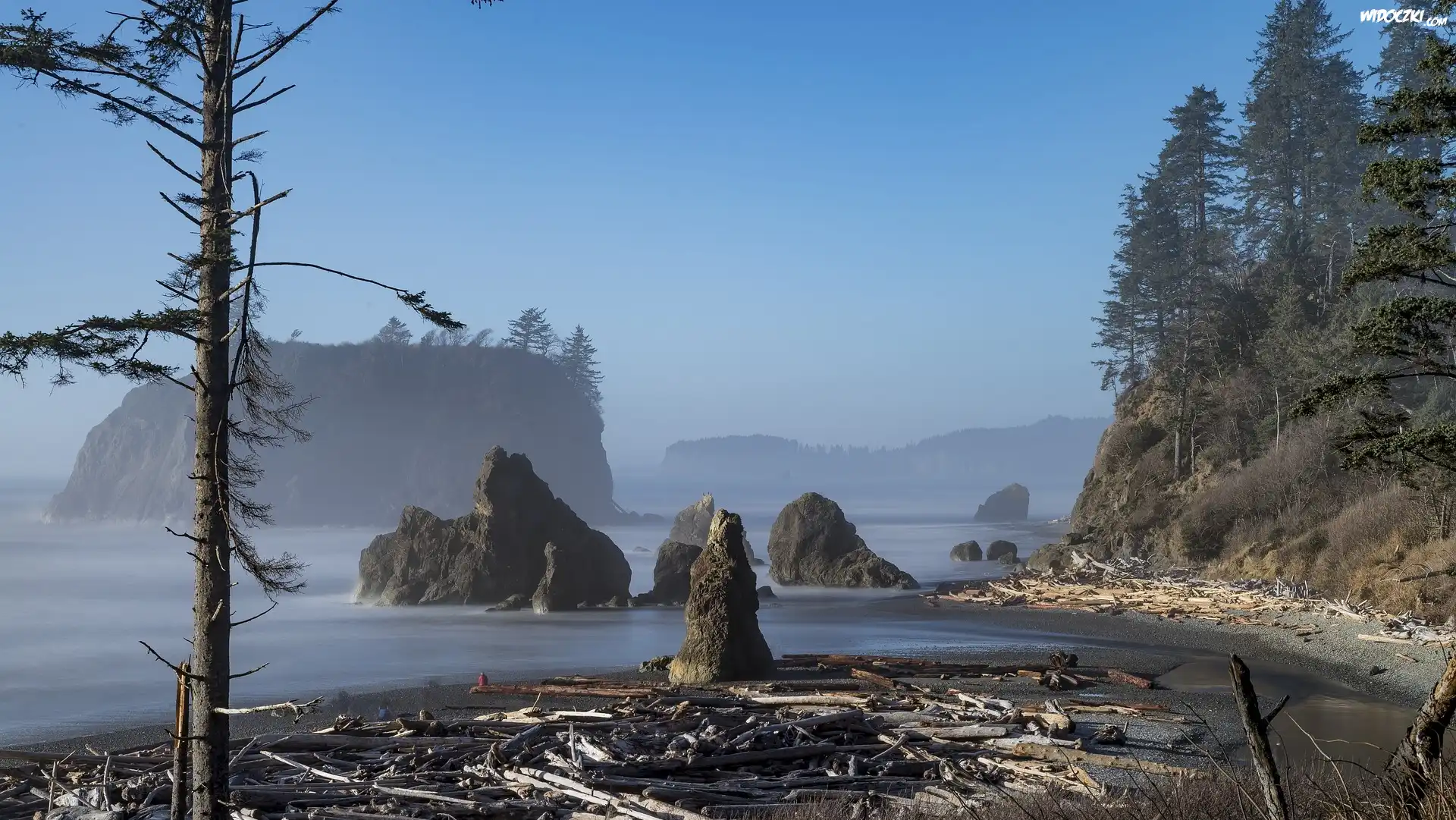 Stany Zjednoczone, Stan Waszyngton, Park Narodowy Olympic, Ruby Beach, Wybrzeże, Skały, Drzewa