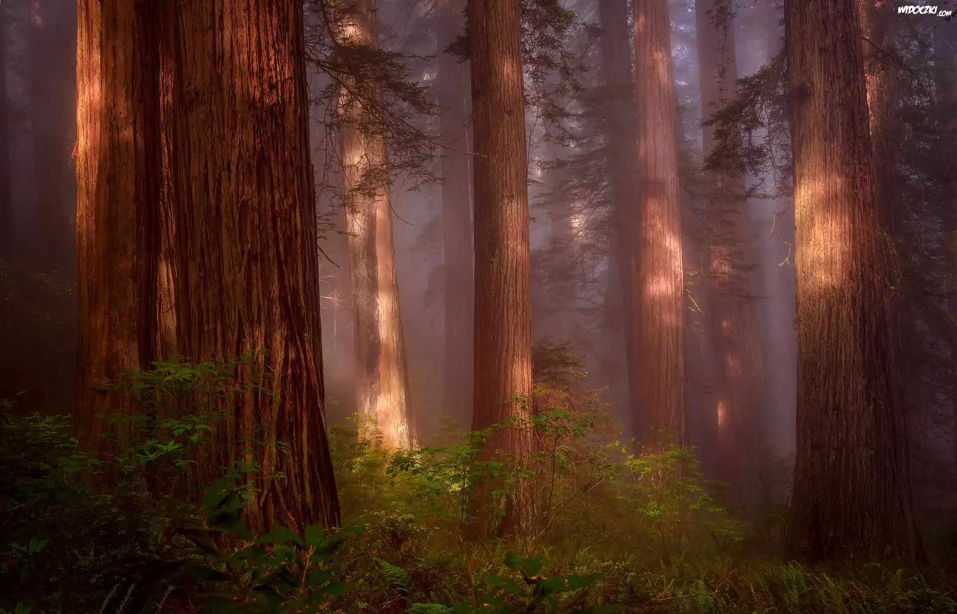 Stany Zjednoczone, Stan Kalifornia, Park Narodowy Redwood, Las, Drzewa, Mgła, Paprocie, Sekwoje