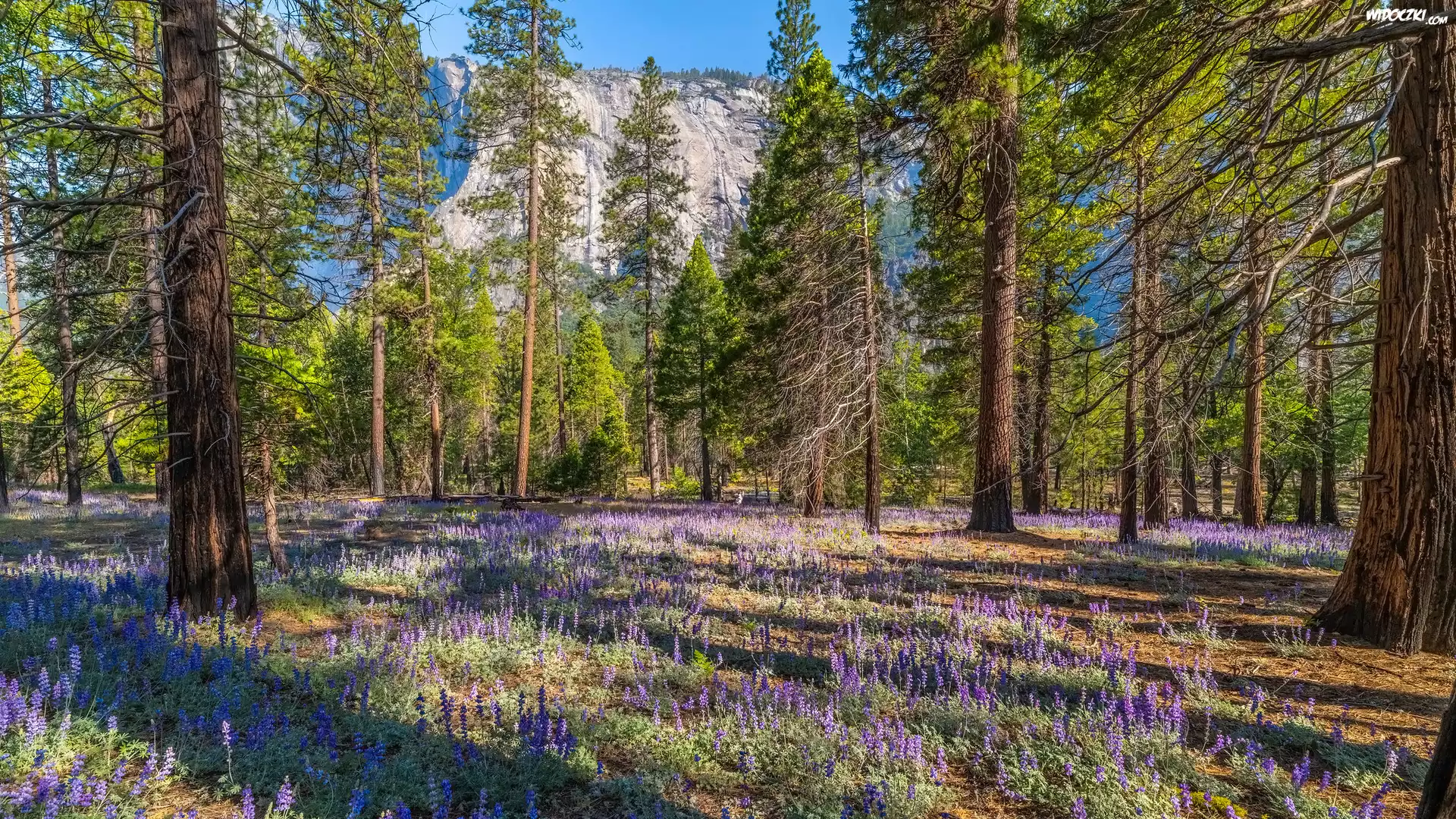 Góry, Las, Drzewa, Kwiaty, Łubin, Park Narodowy Yosemite, Kalifornia, Stany Zjednoczone