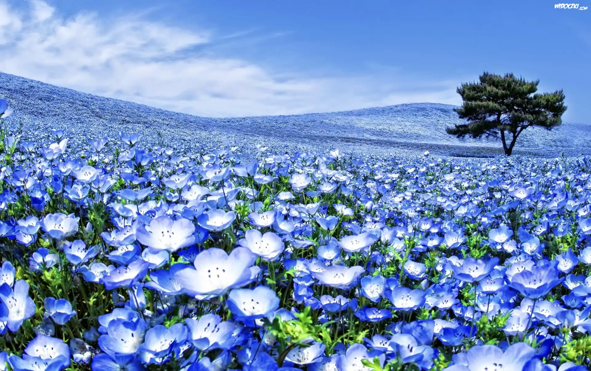 Niebieskie, Kwiaty, Pola, Drzewo, Uprawa