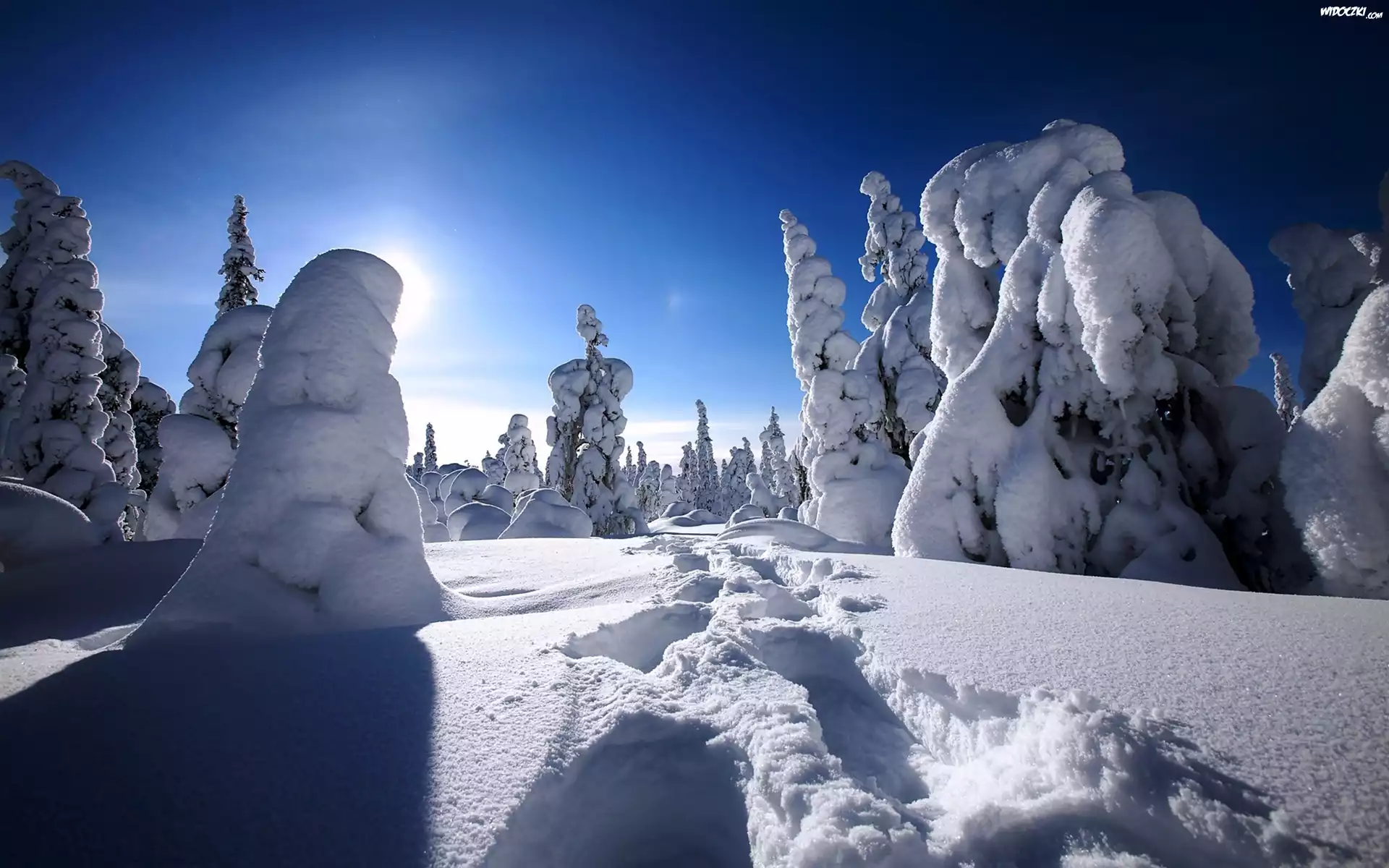 Choinki, Śnieg, Niebo