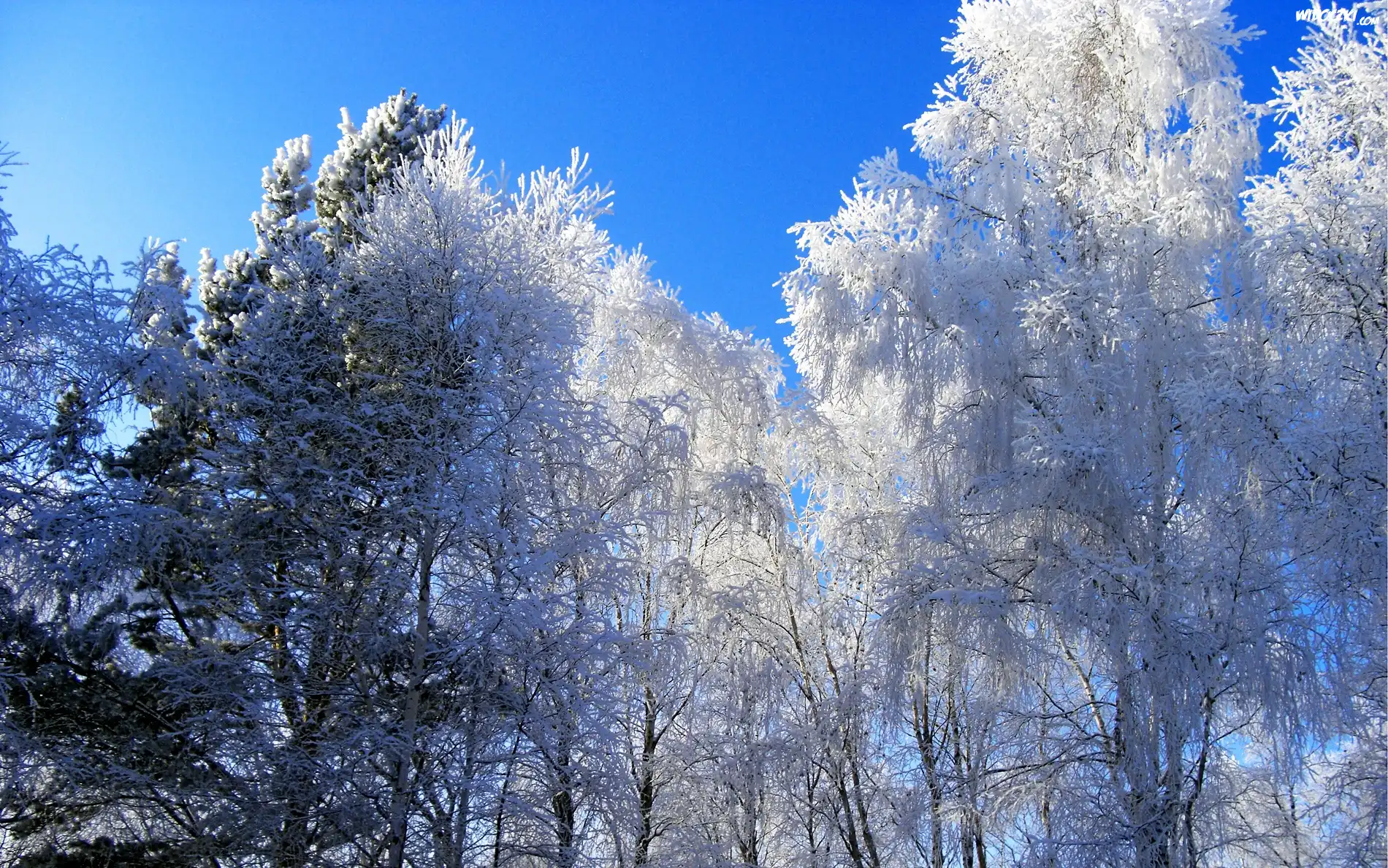 Drzewa, Śnieg, Zima