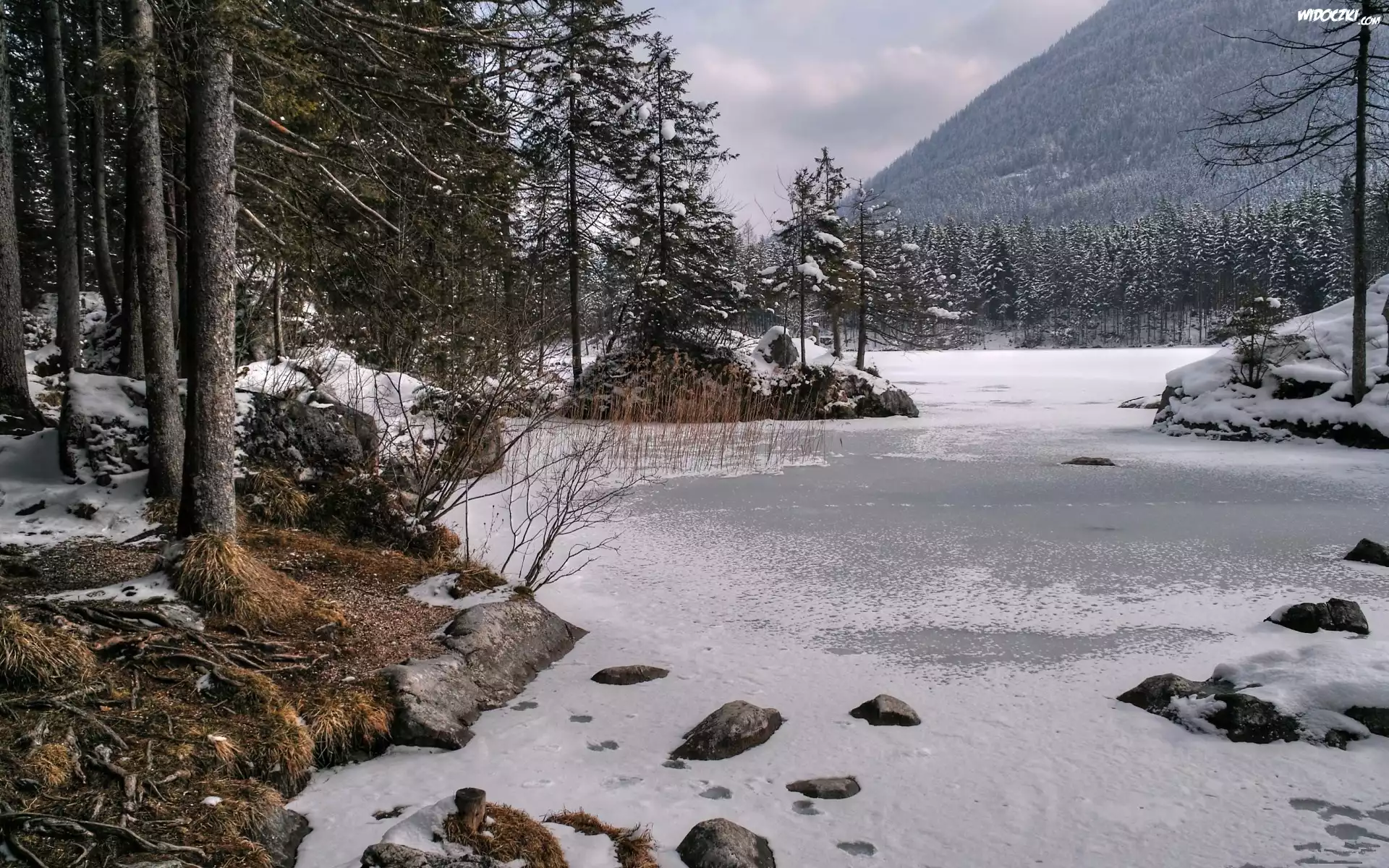Las, Śnieg, Góry