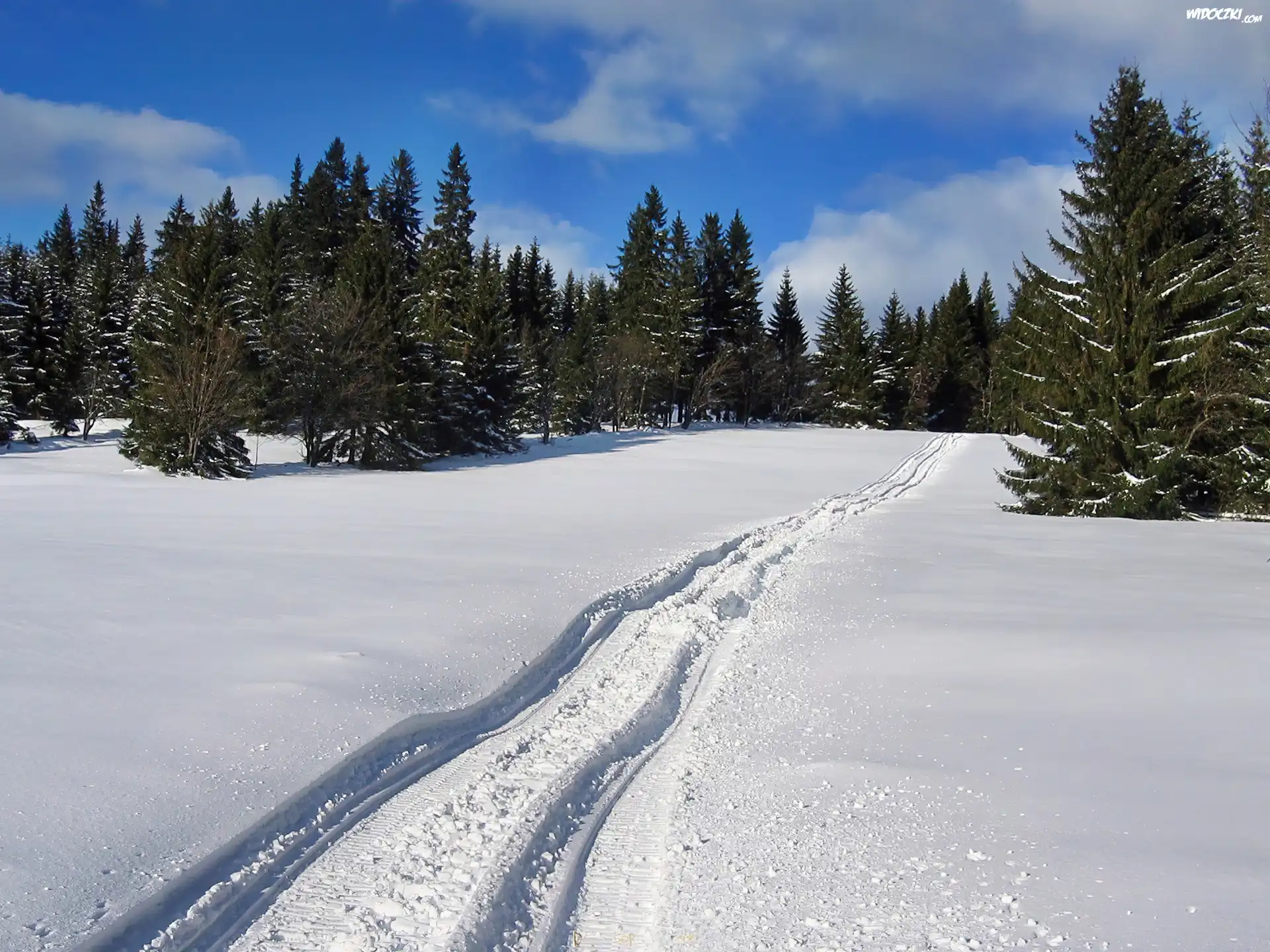 Las, Śnieg, Koleiny