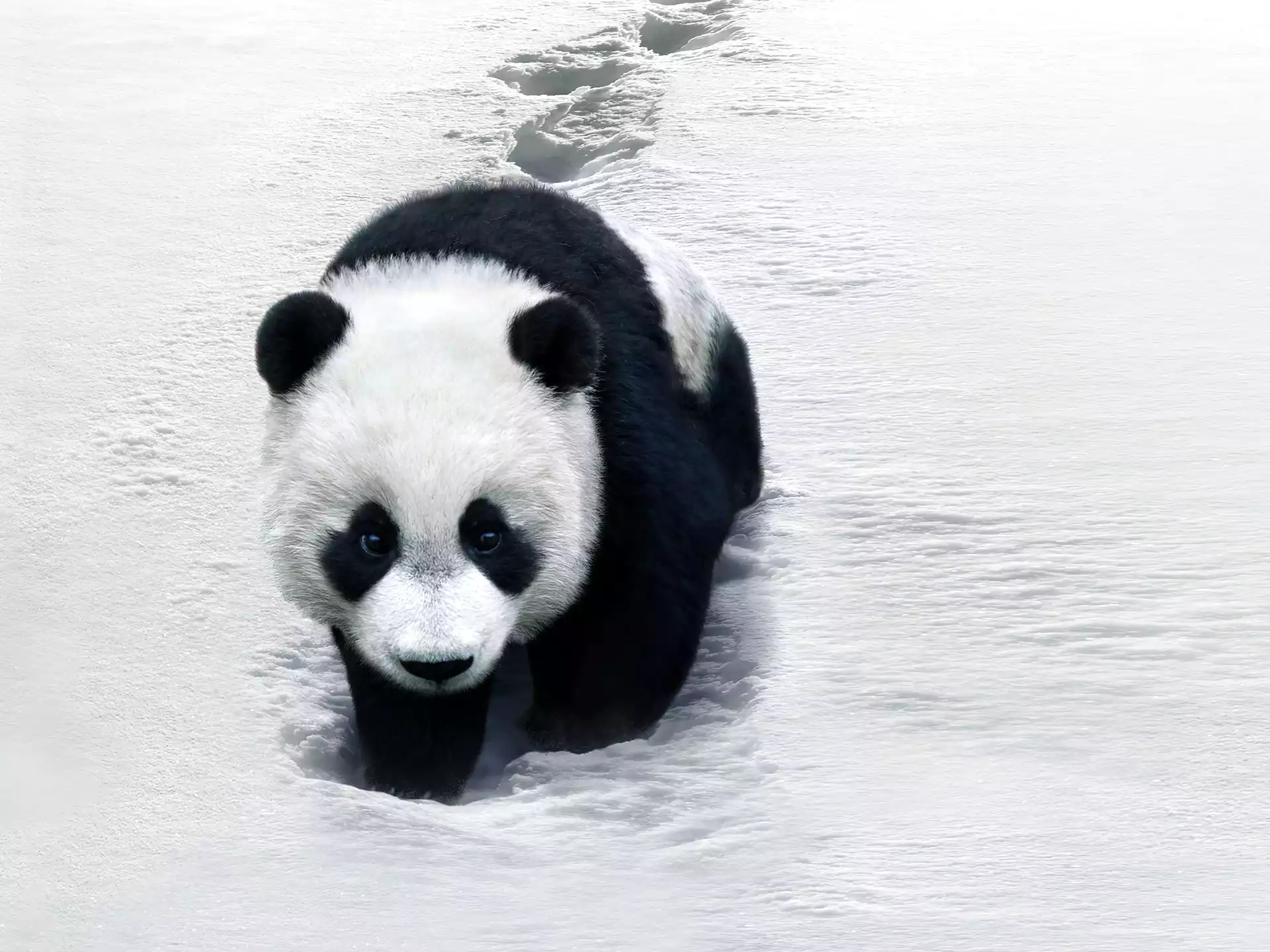 Panda, Åšnieg, Zima