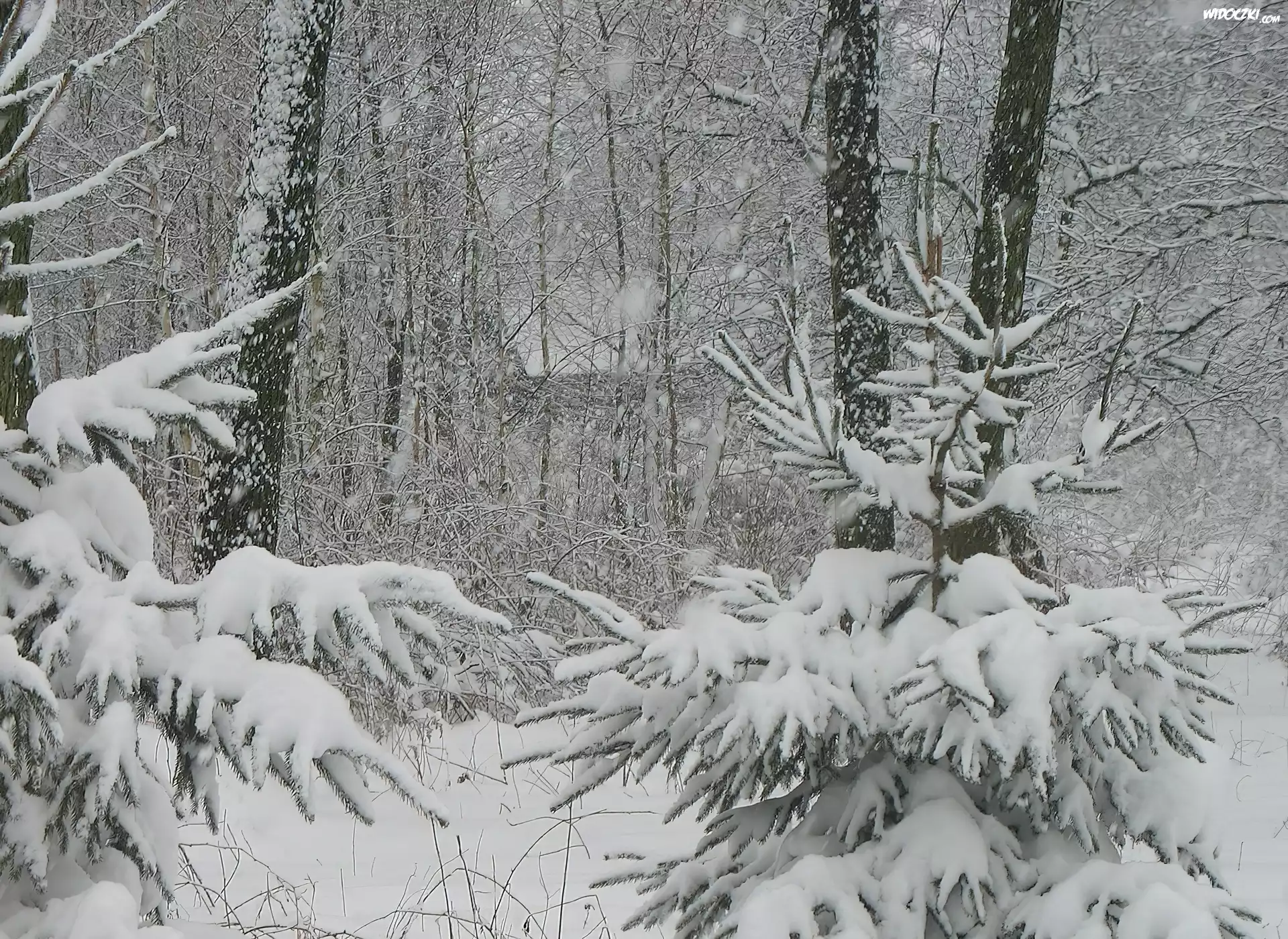 Zima, Åšnieg, Drzewa