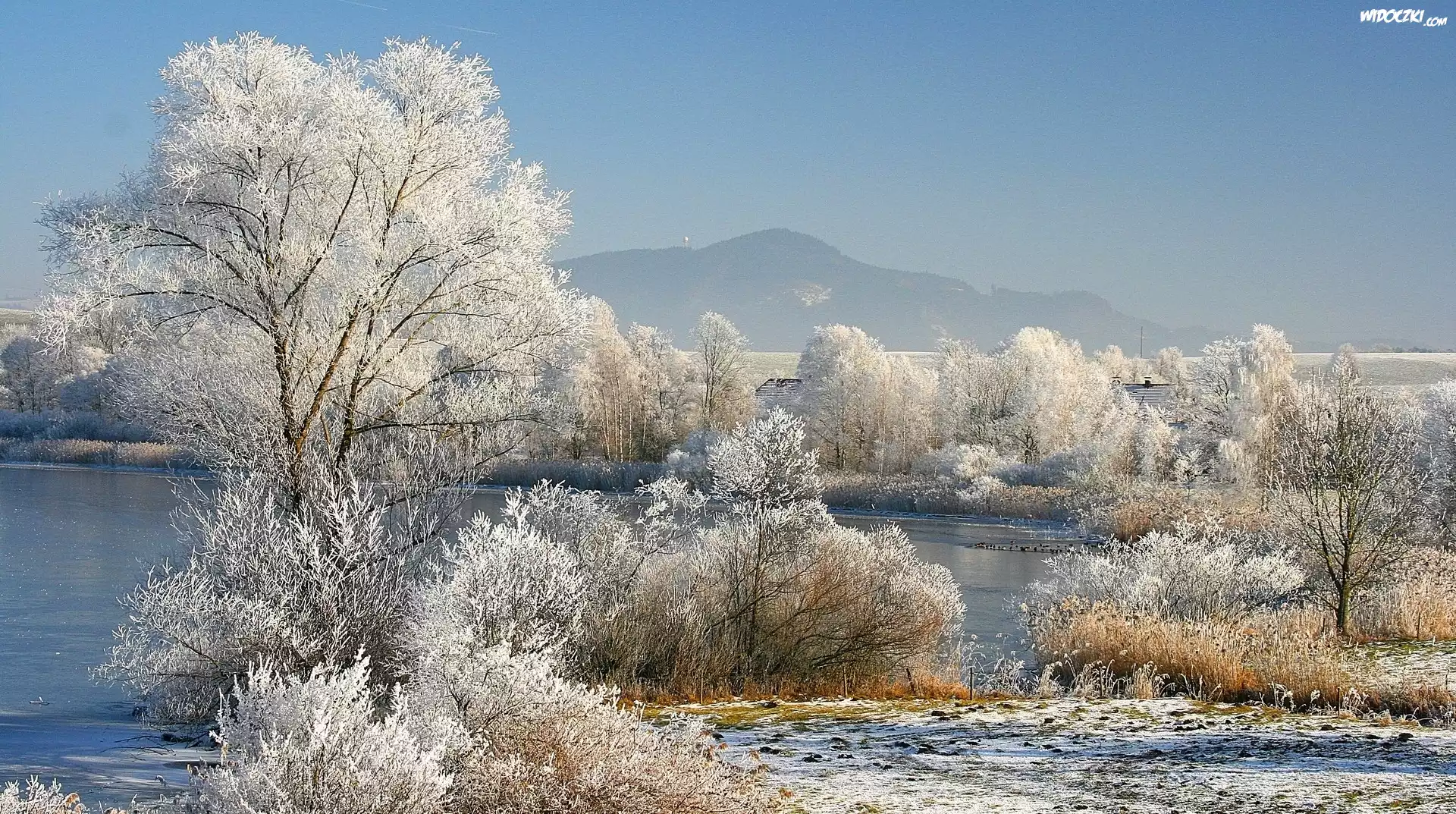 Zima, Śnieg, Drzewa