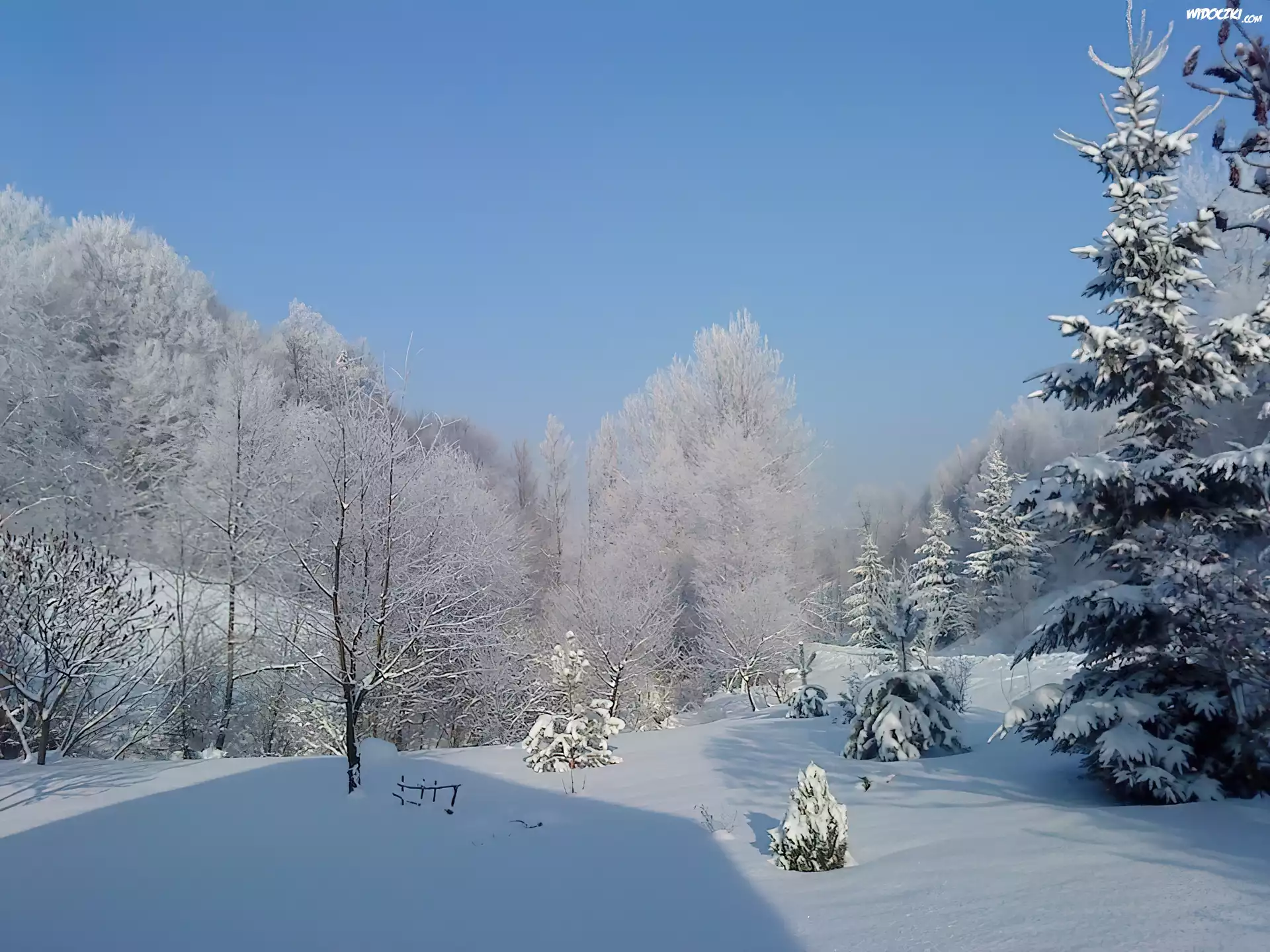 Zima, Åšnieg, Las